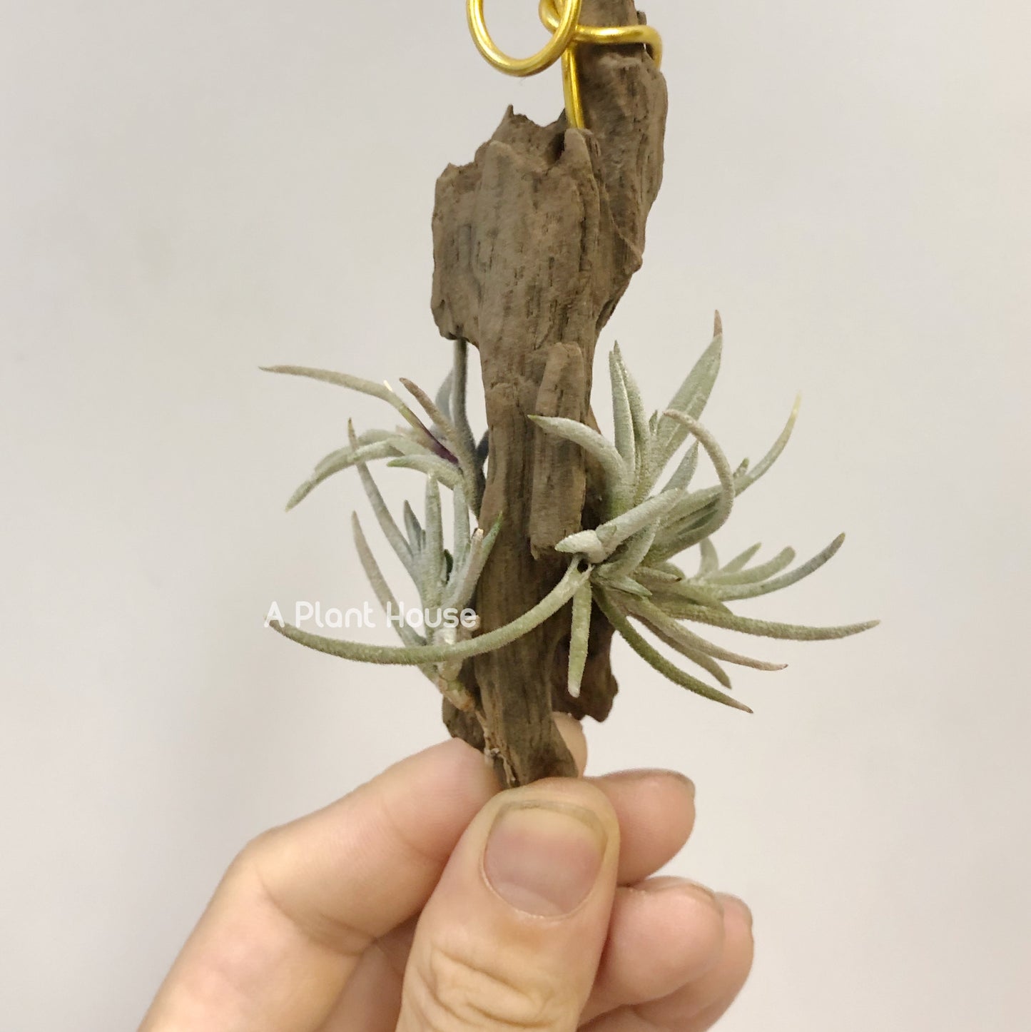 Tillandsia Capillaris Giant Form