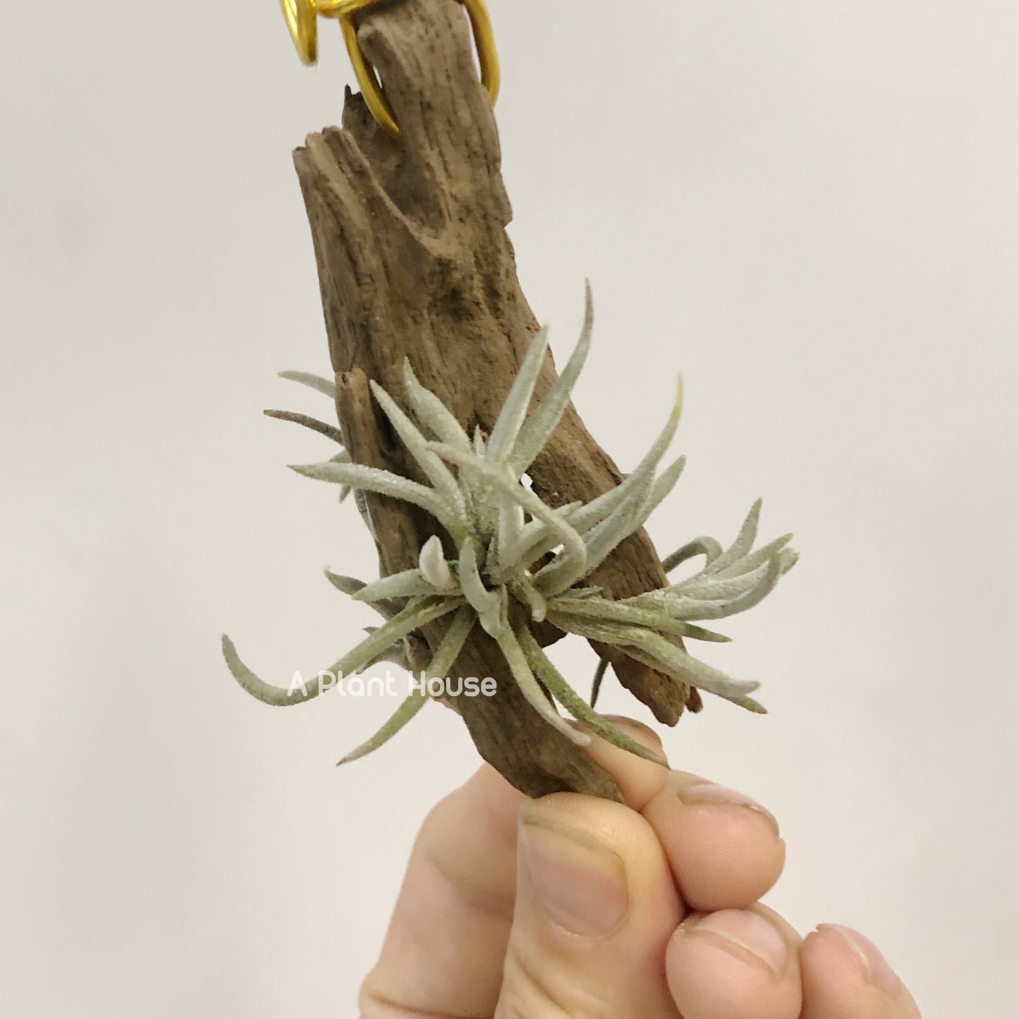 Tillandsia Capillaris Giant Form