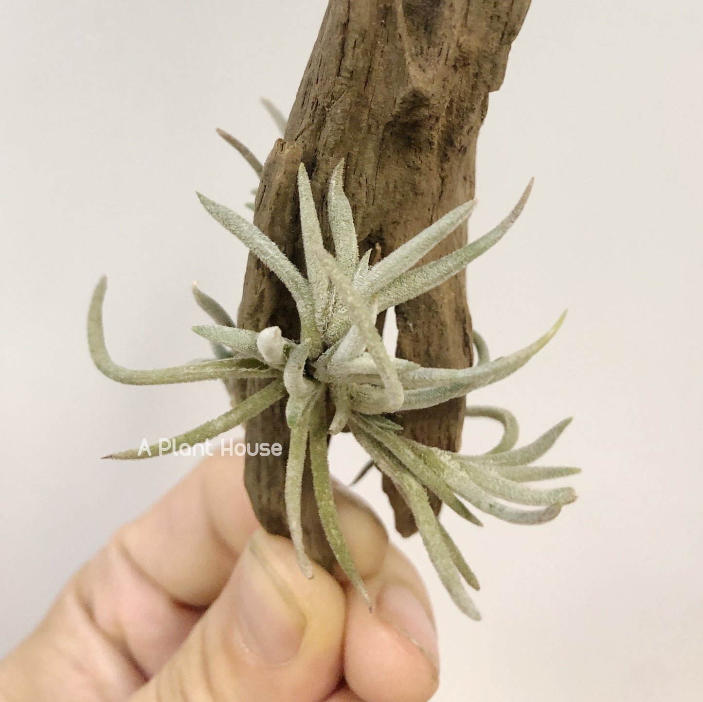 Tillandsia Capillaris Giant Form