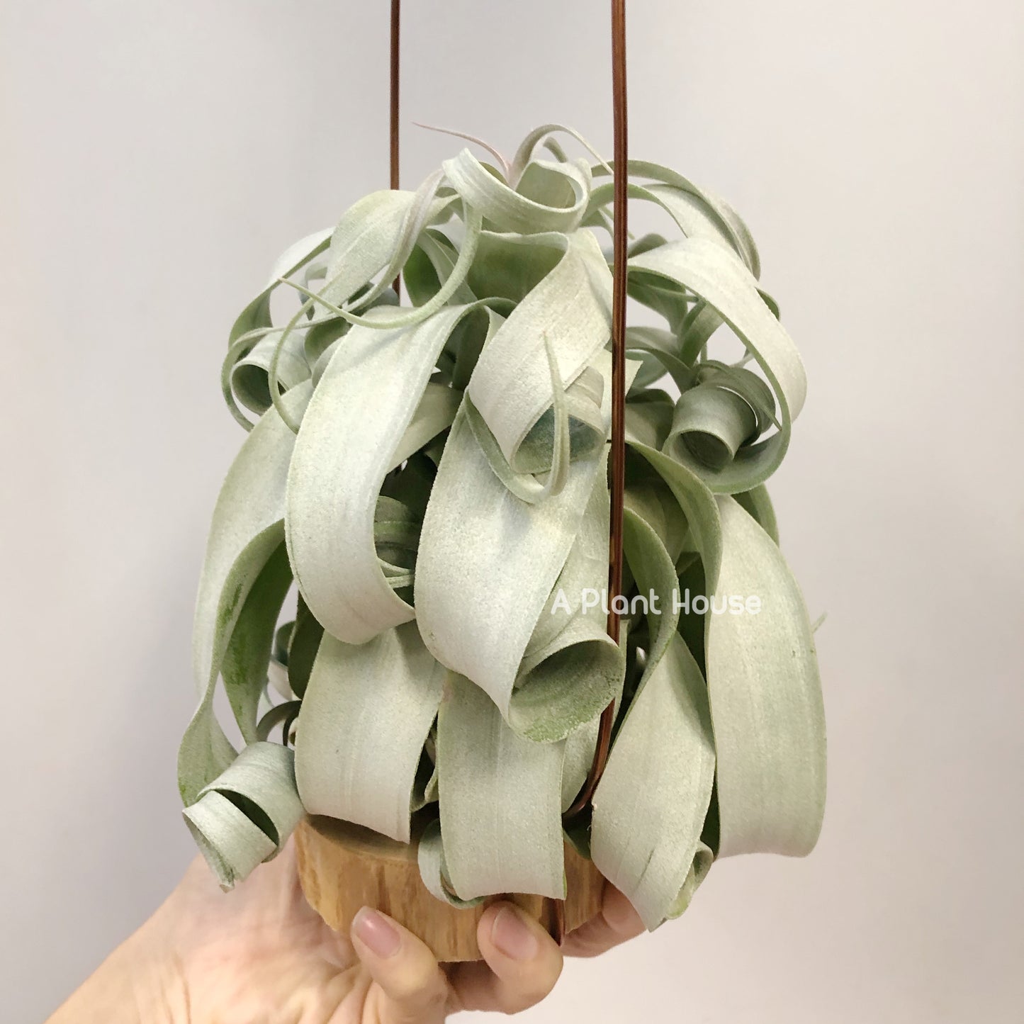Tillandsia Regal Rene - specimen
