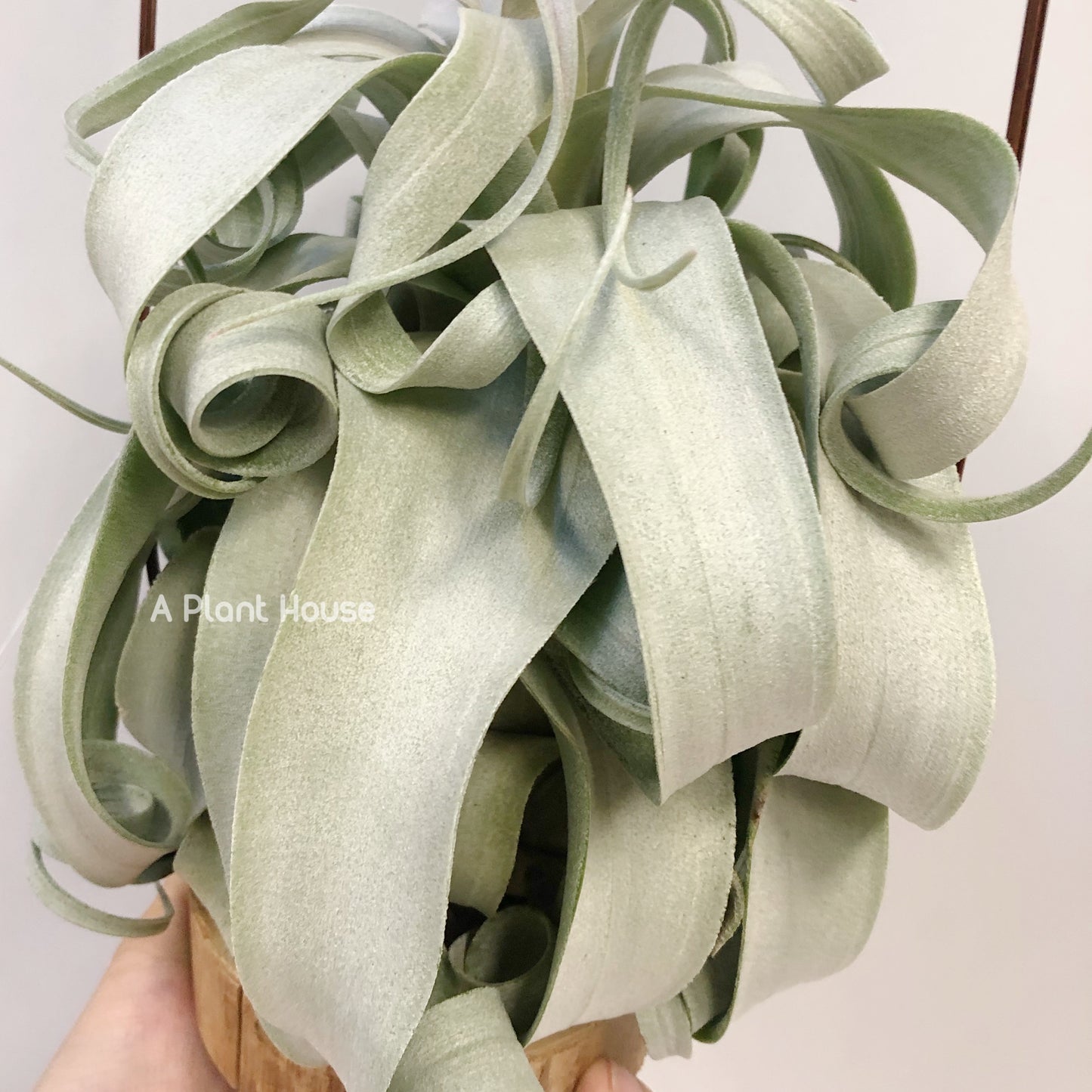 Tillandsia Regal Rene - specimen