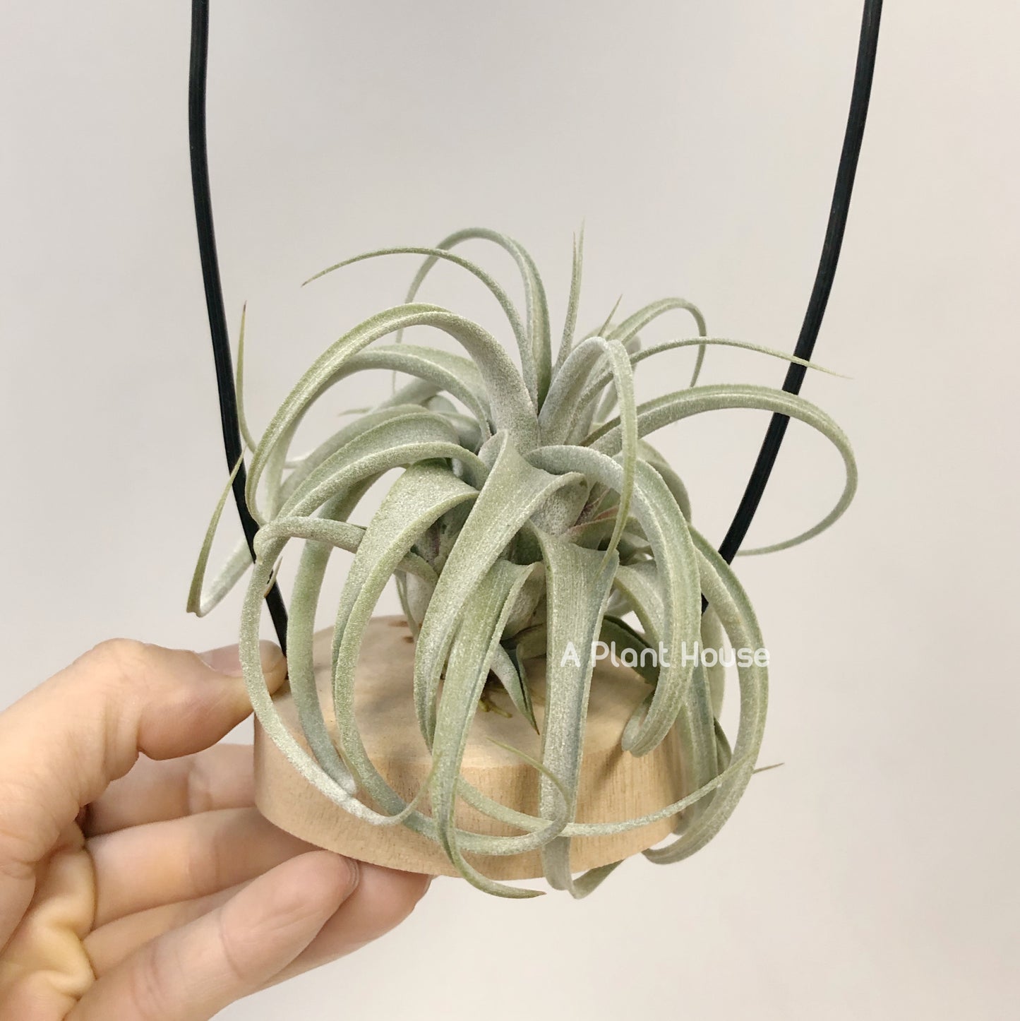 Tillandsia Elisa