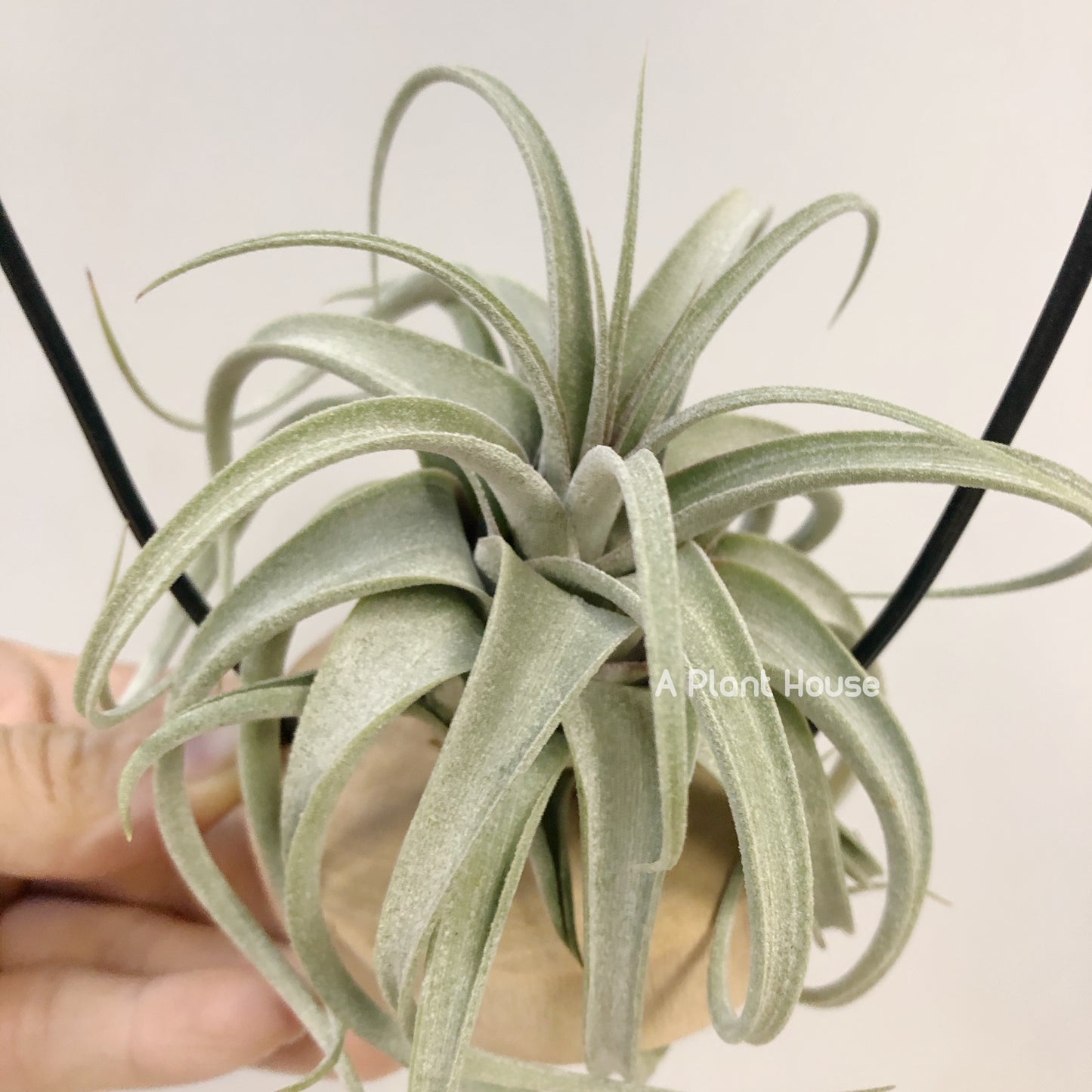 Tillandsia Elisa