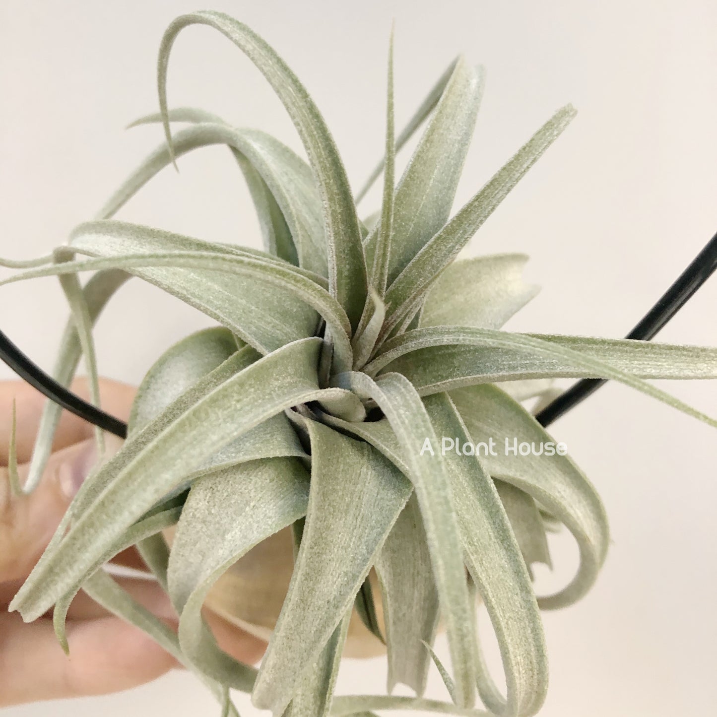 Tillandsia Elisa