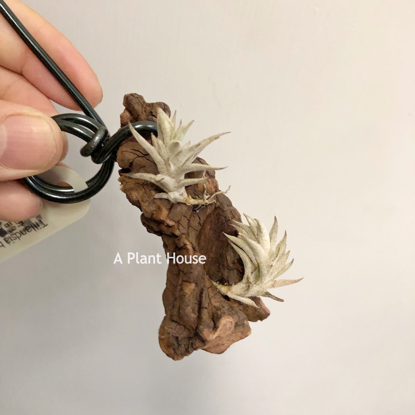 Tillandsia Brealitoensis