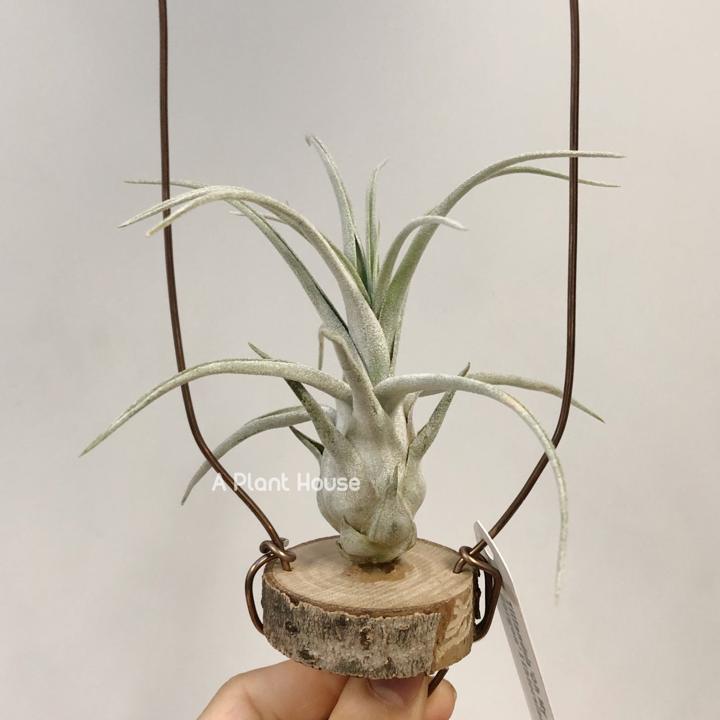 Tillandsia Oh My