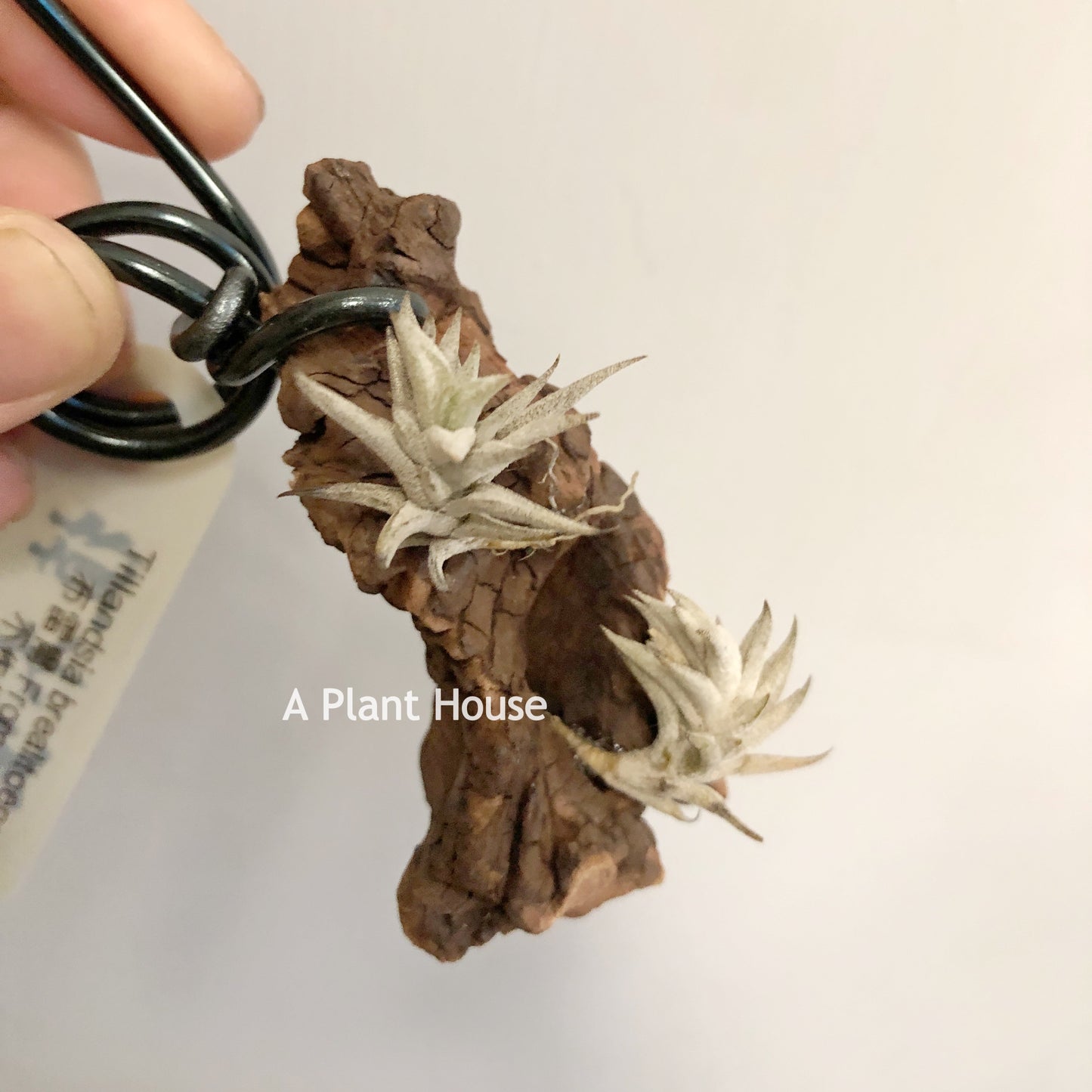 Tillandsia Brealitoensis