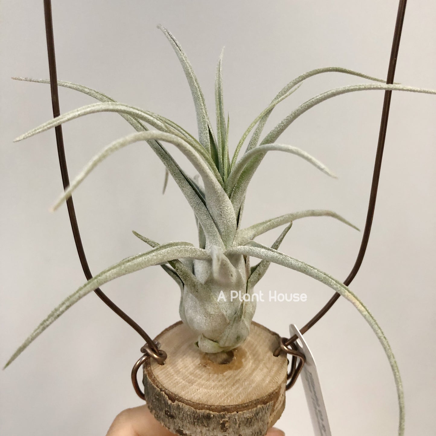 Tillandsia Oh My