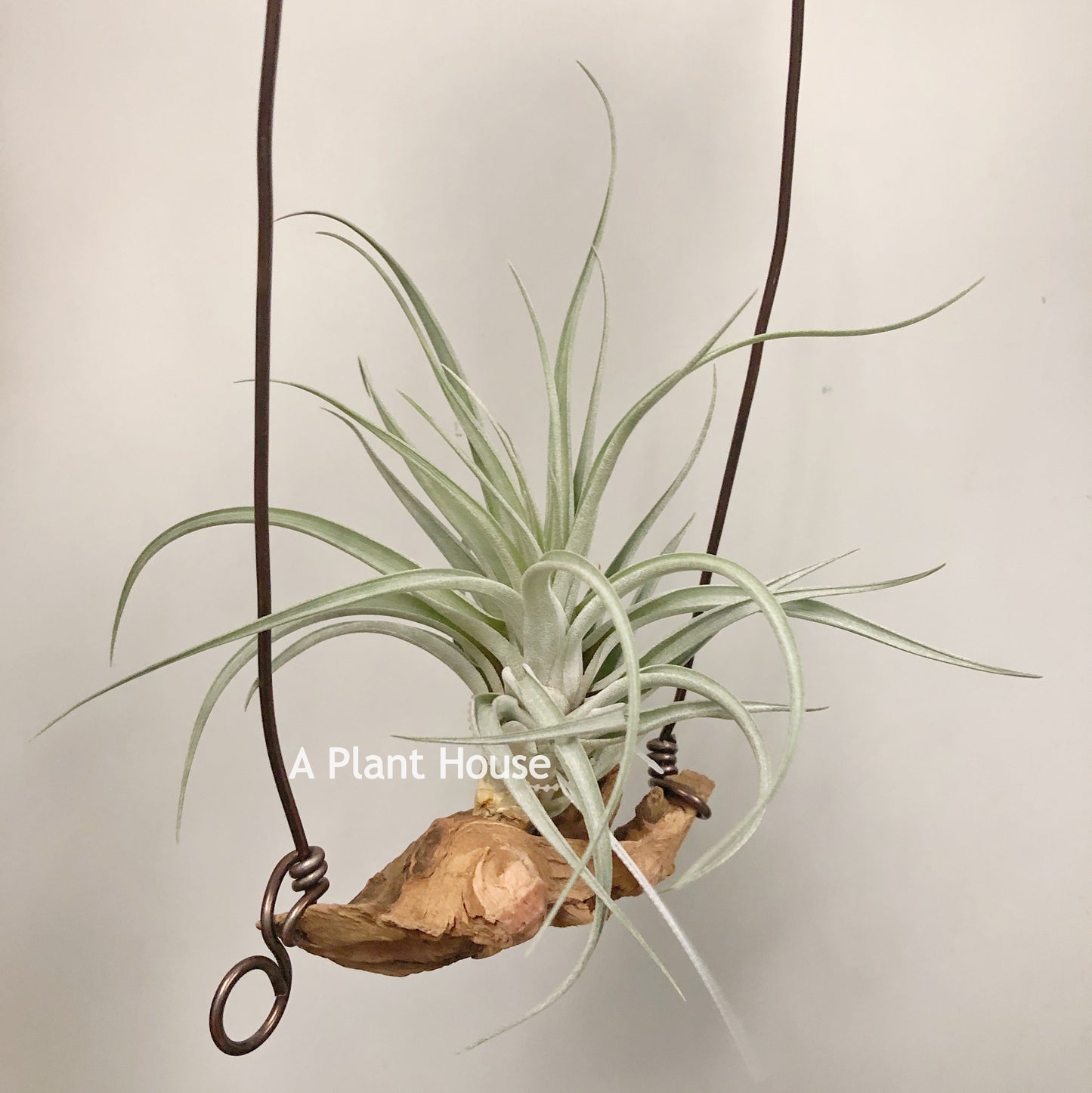 Tillandsia X Correalei