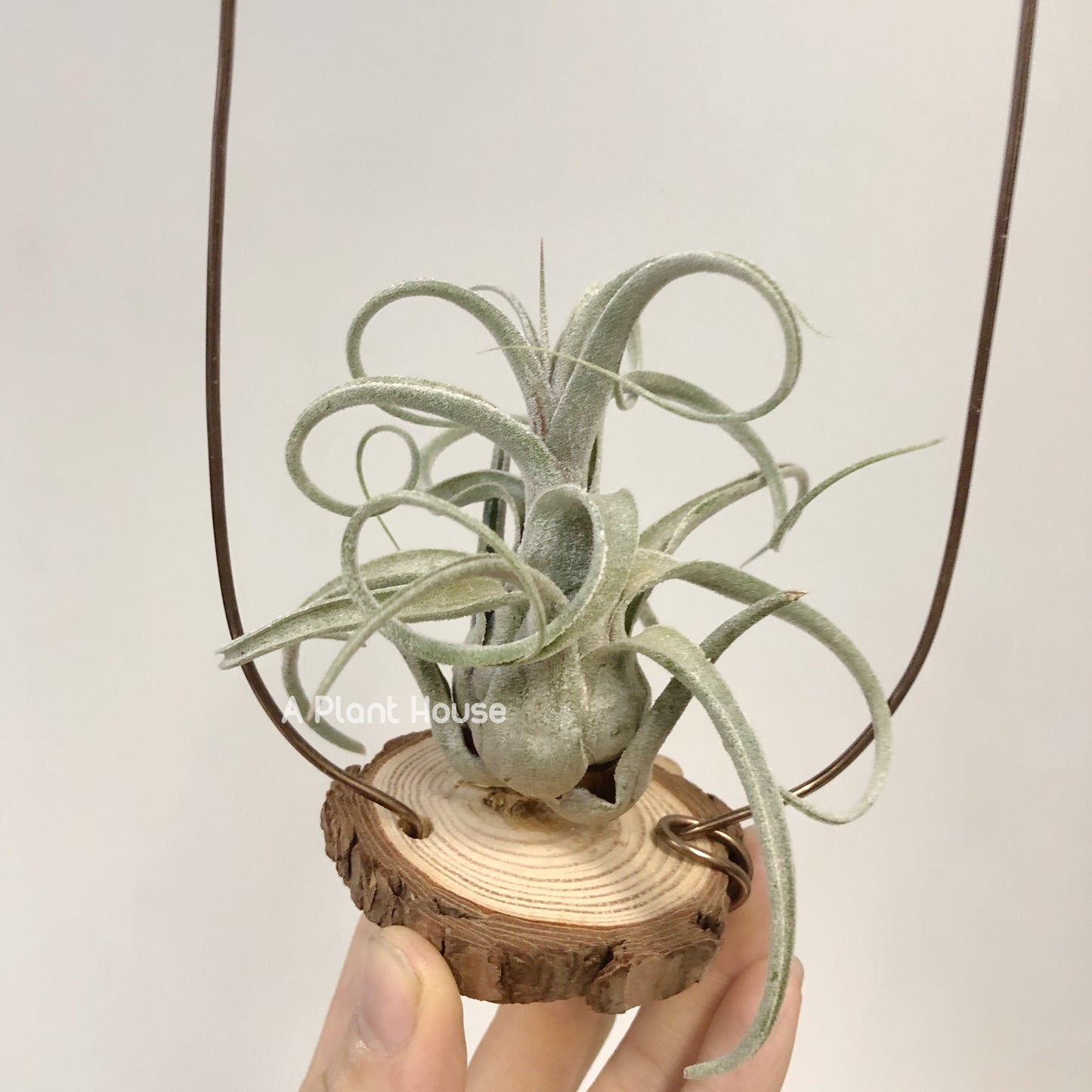 Tillandsia Blushing Giant