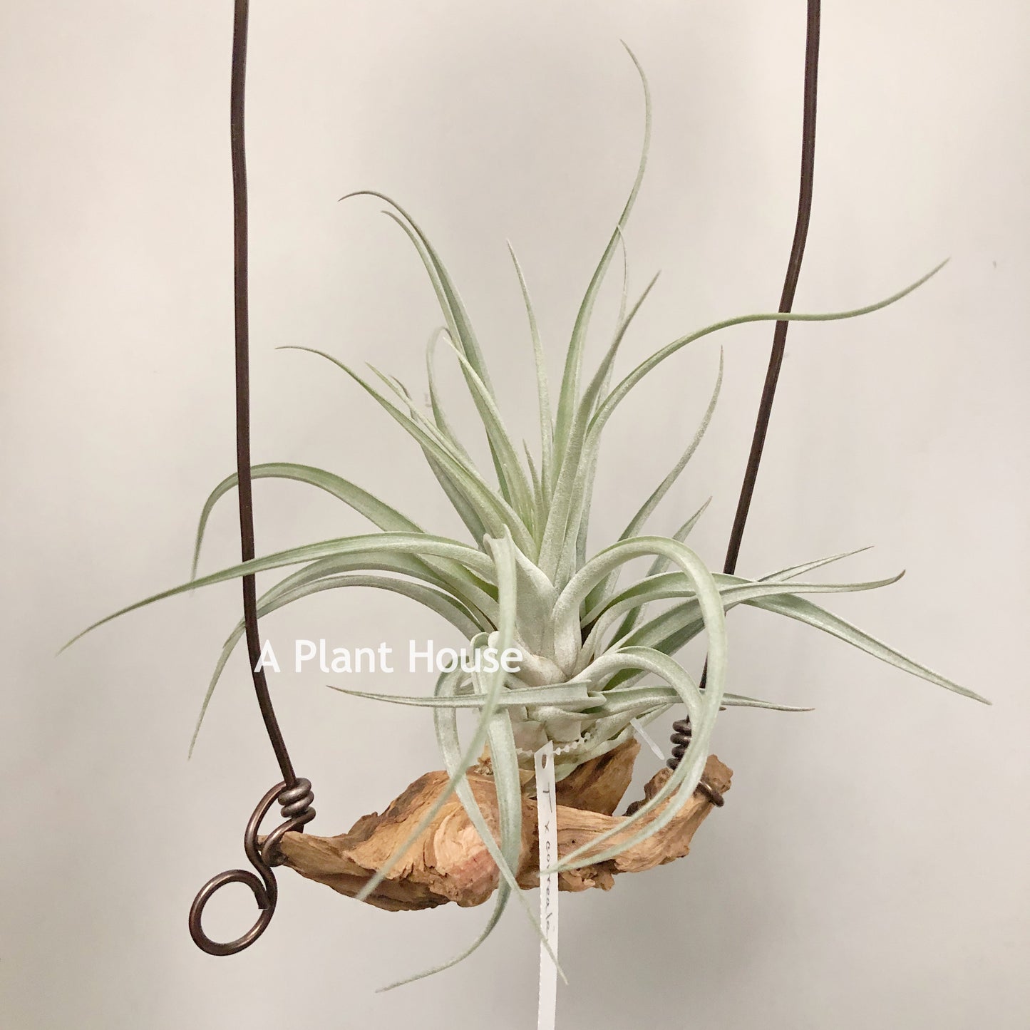 Tillandsia X Correalei