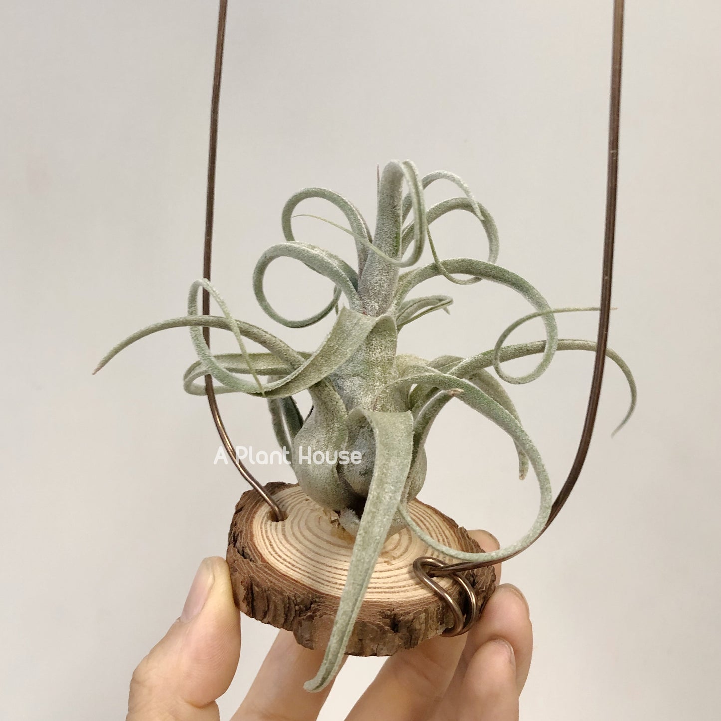 Tillandsia Blushing Giant
