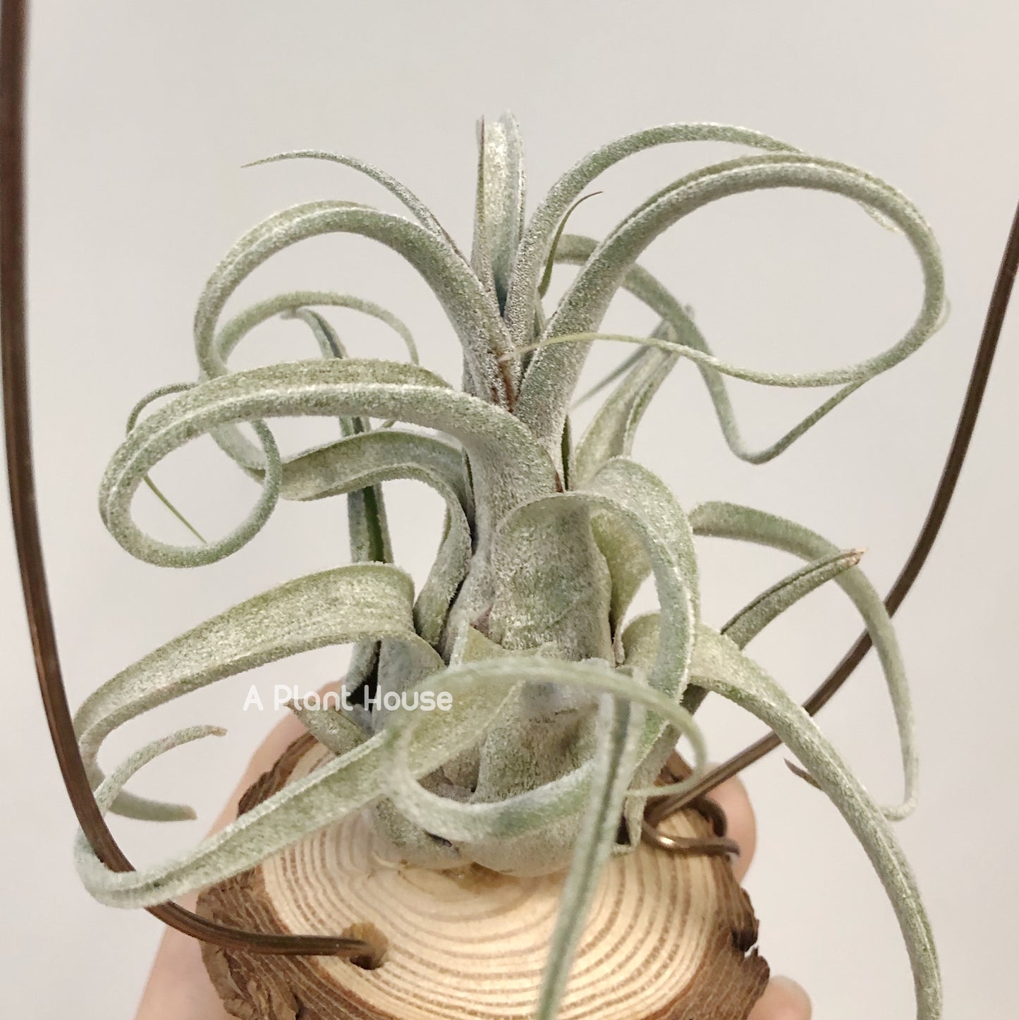 Tillandsia Blushing Giant