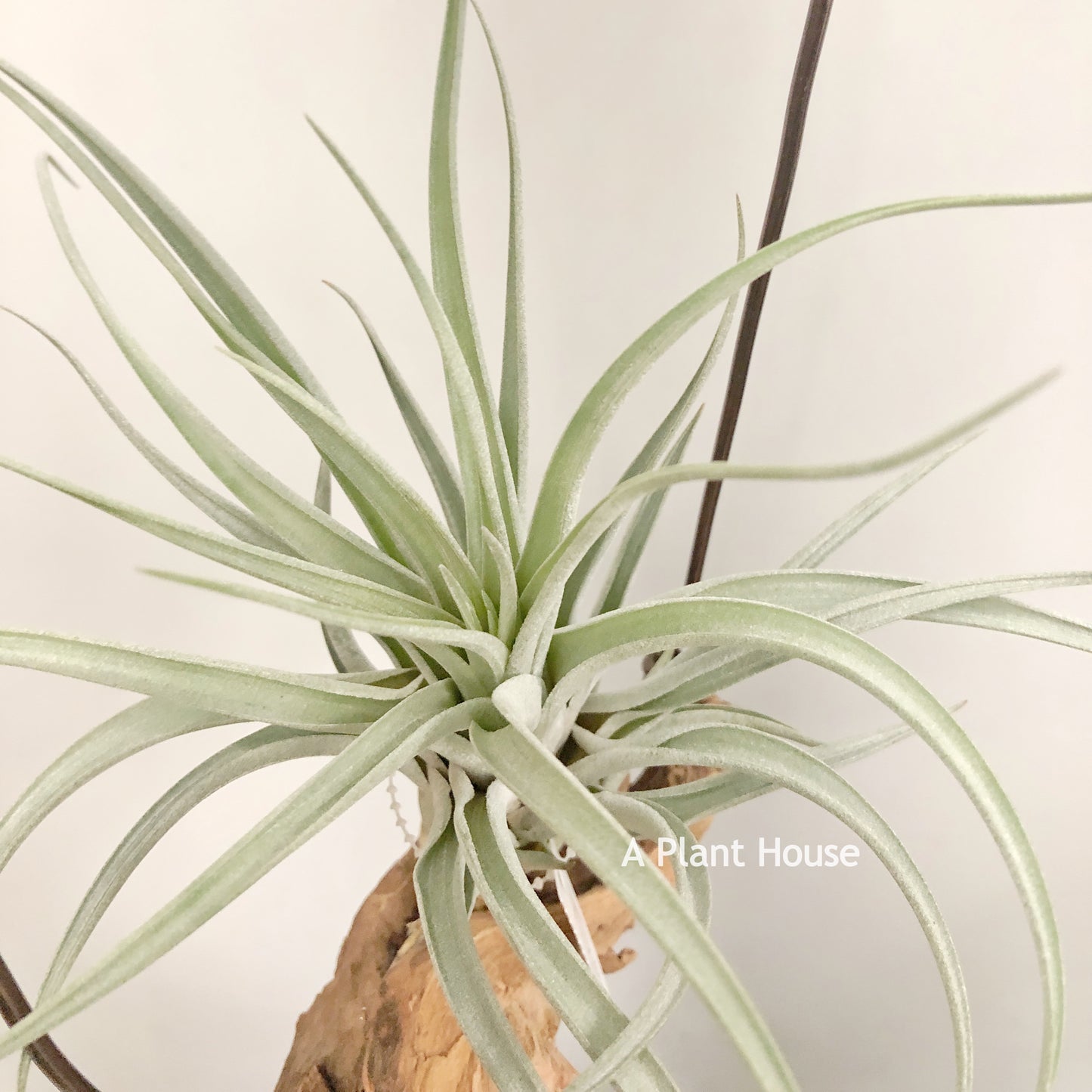 Tillandsia X Correalei