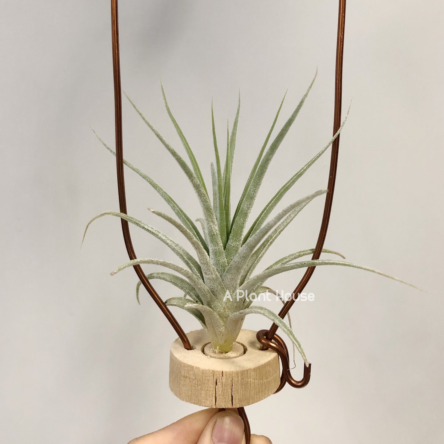 Tillandsia Joy Boy