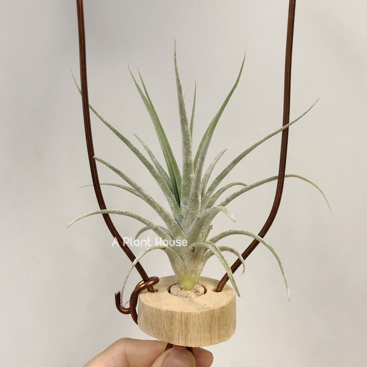 Tillandsia Joy Boy