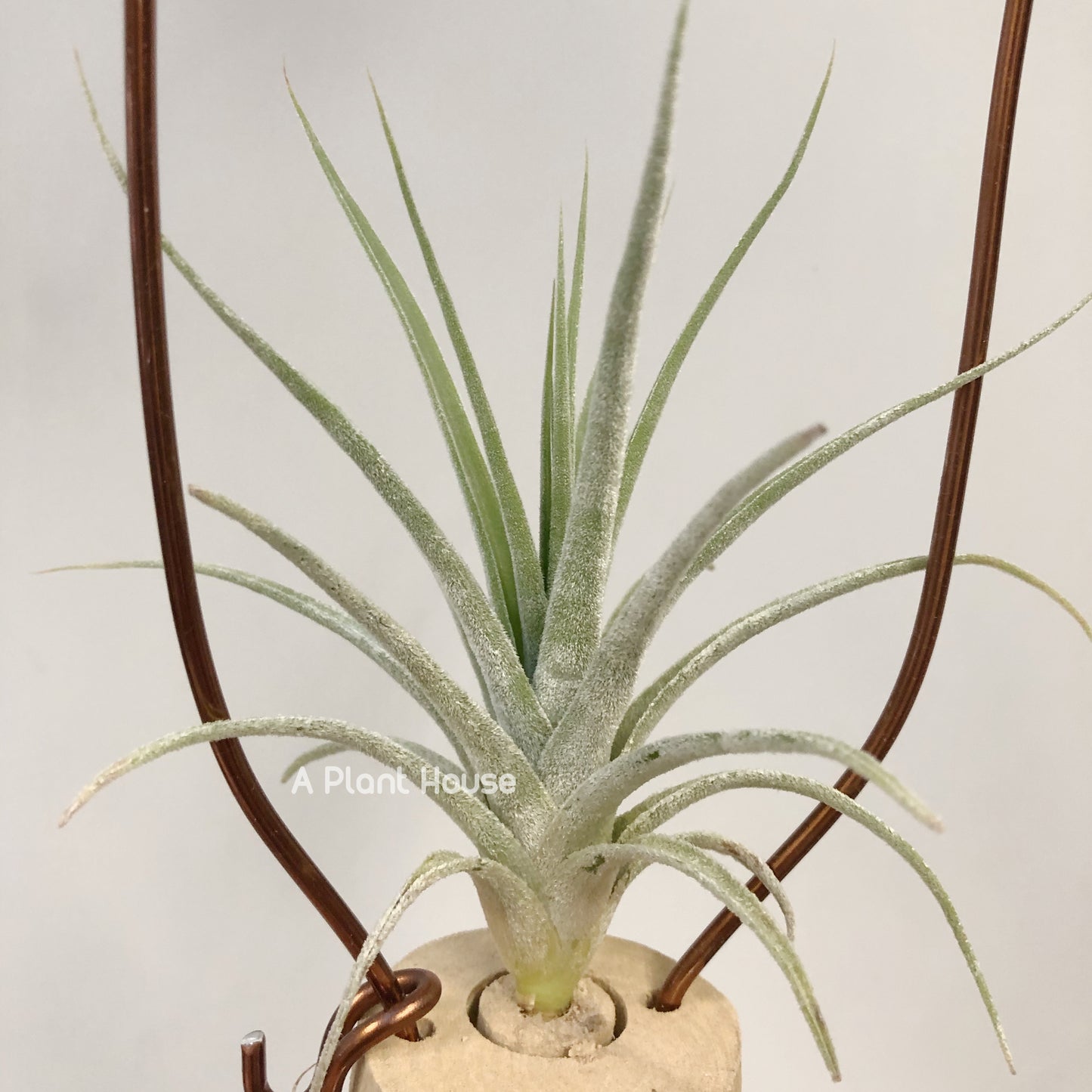 Tillandsia Joy Boy