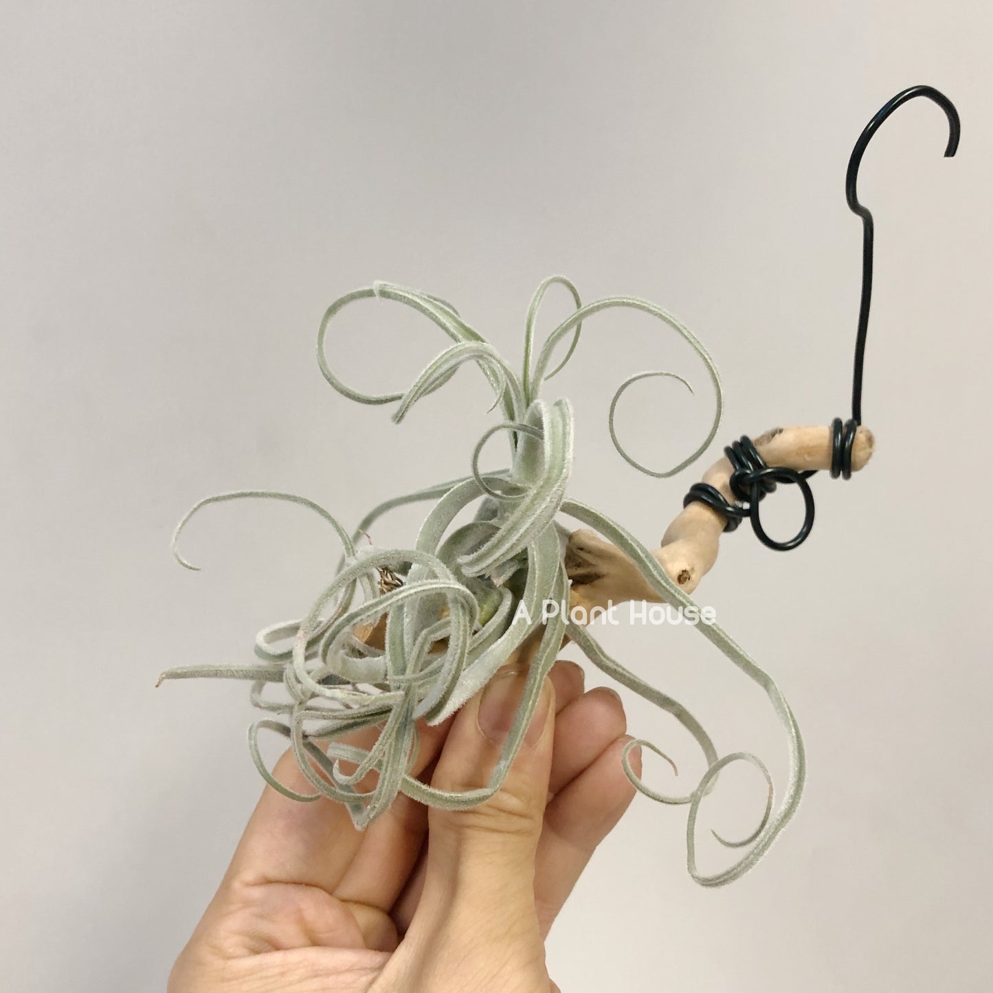 Tillandsia Streptocarpa