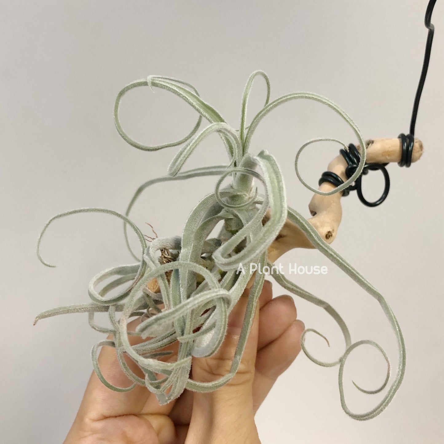 Tillandsia Streptocarpa