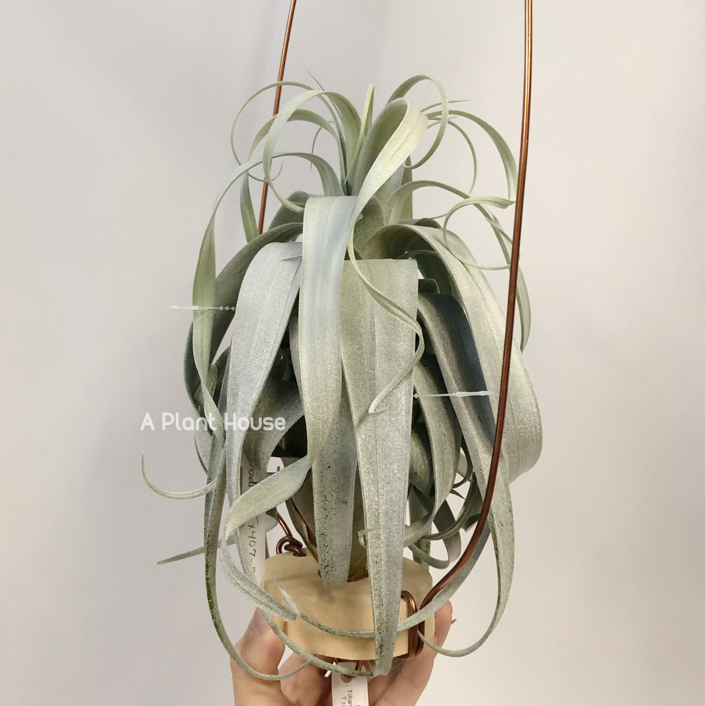 Tillandsia Bird Rock On Steroids