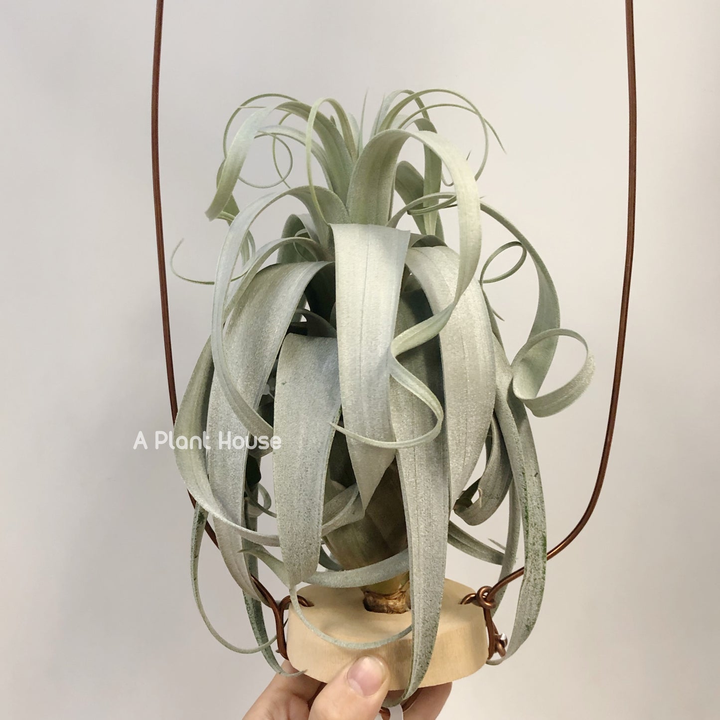 Tillandsia Bird Rock On Steroids