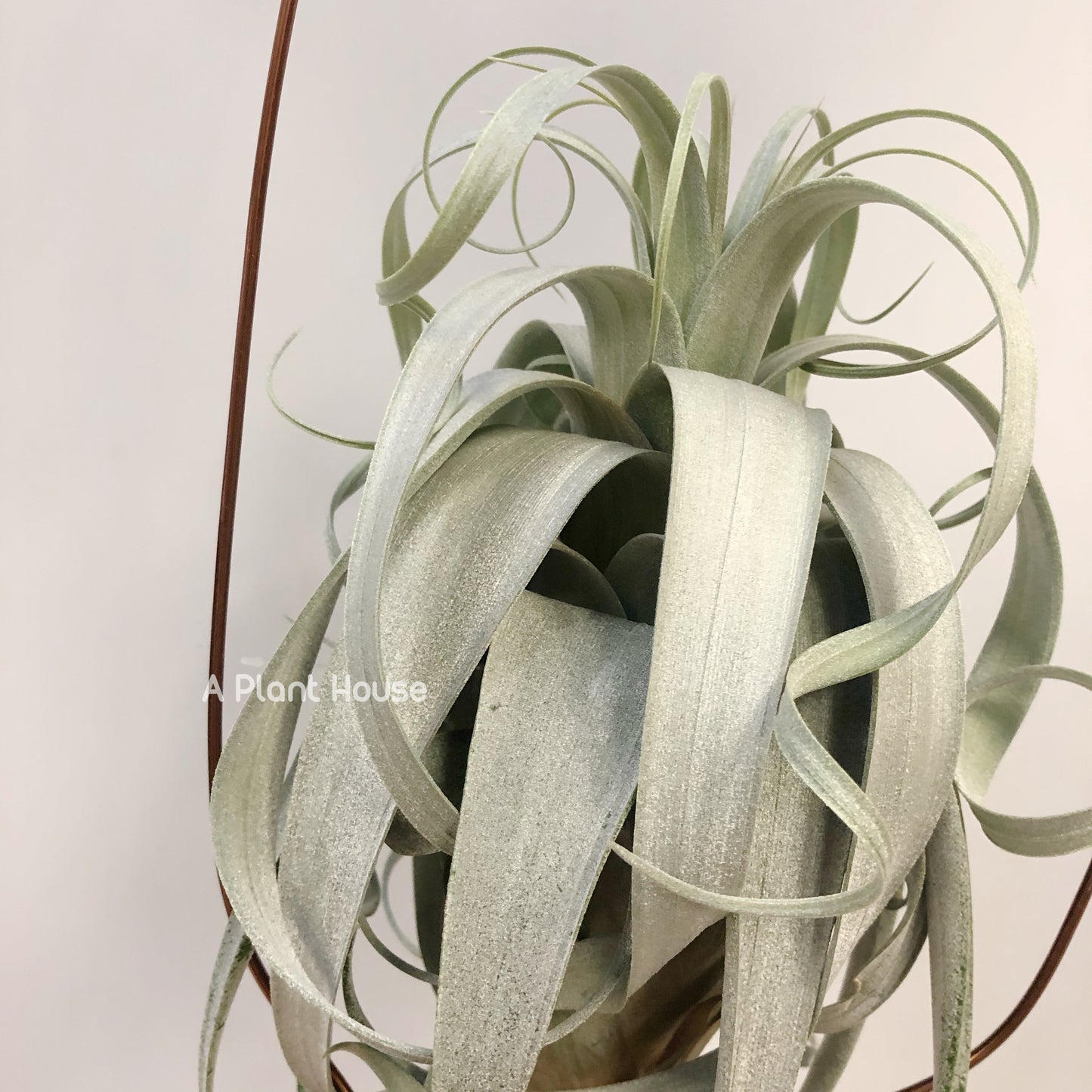 Tillandsia Bird Rock On Steroids