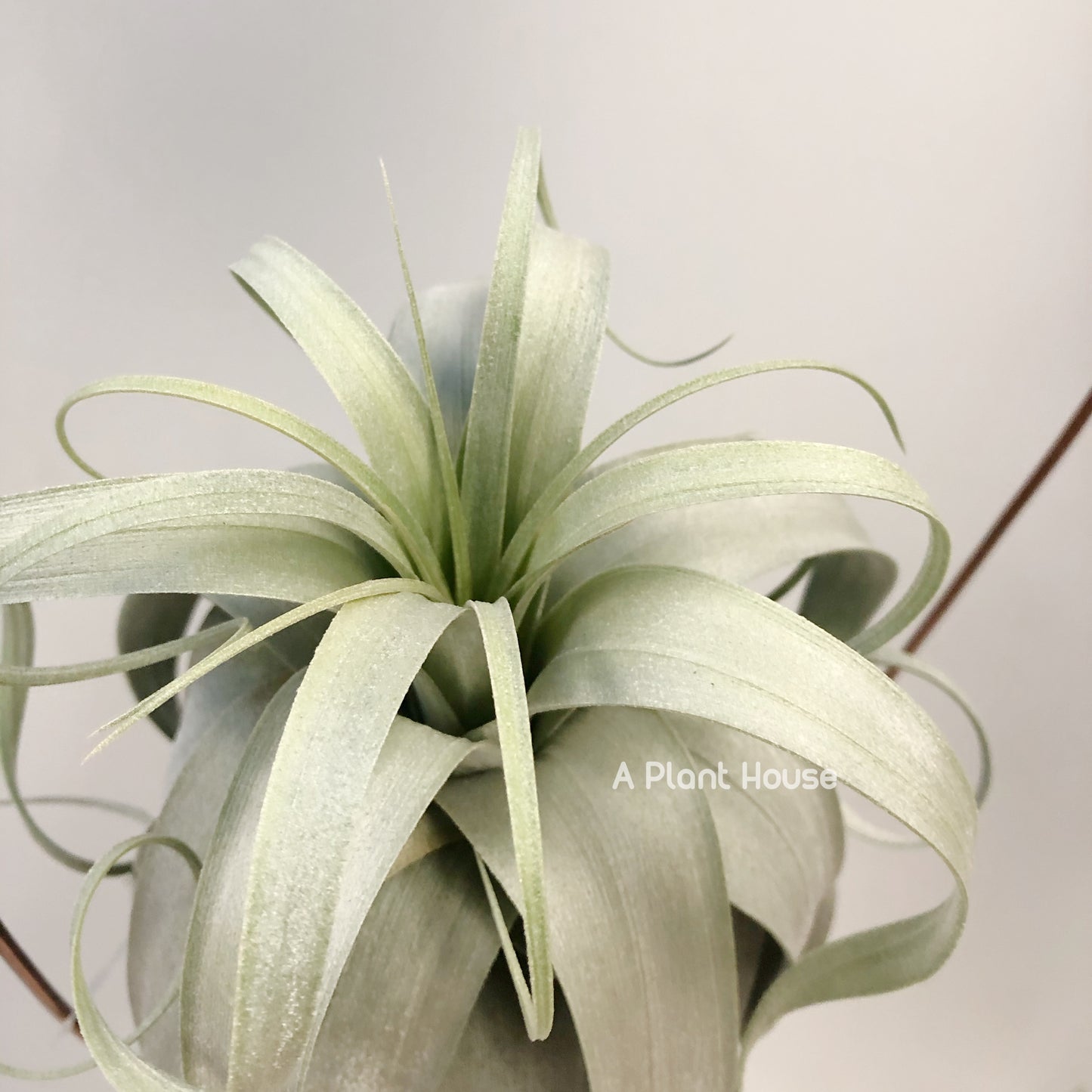 Tillandsia Bird Rock On Steroids