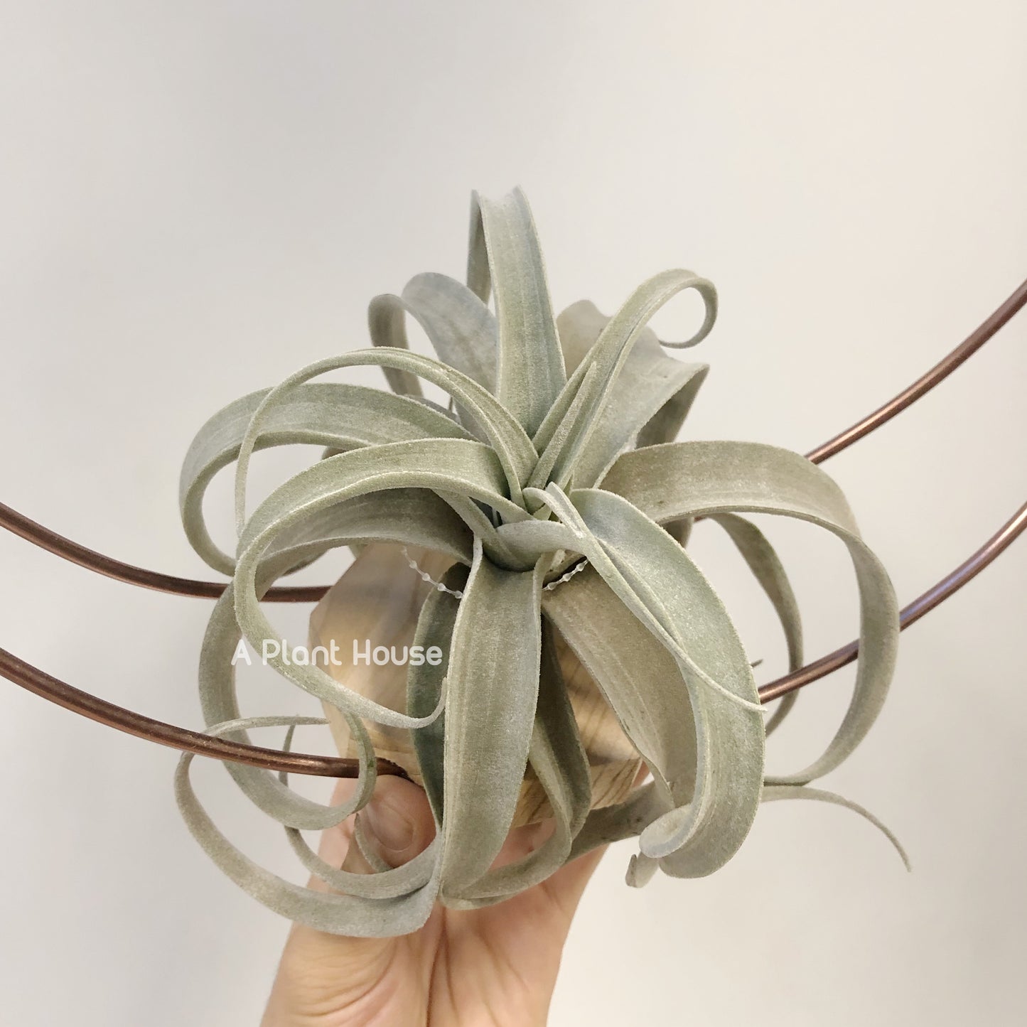 Tillandsia Latifolia Leucophylla