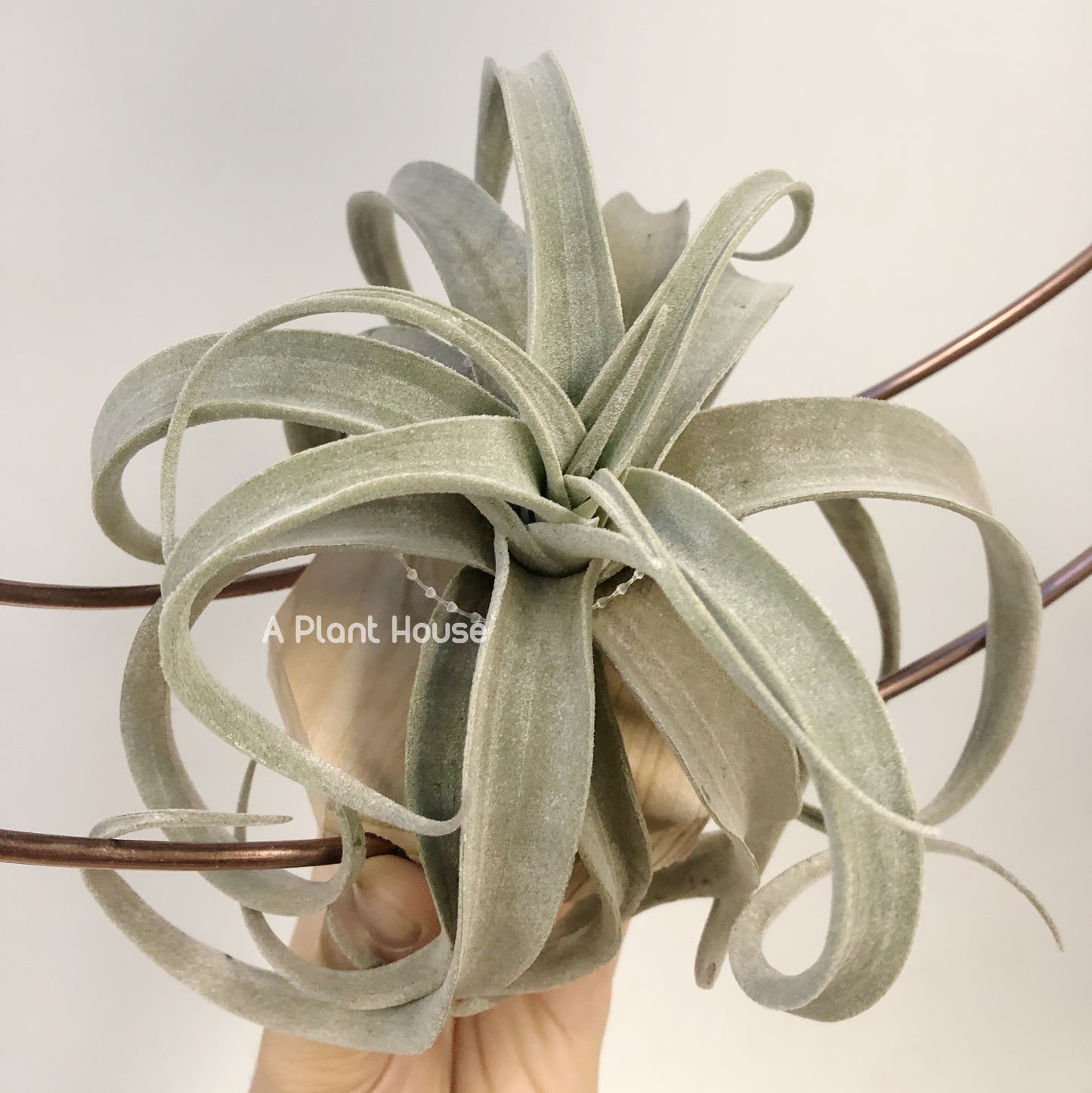 Tillandsia Latifolia Leucophylla