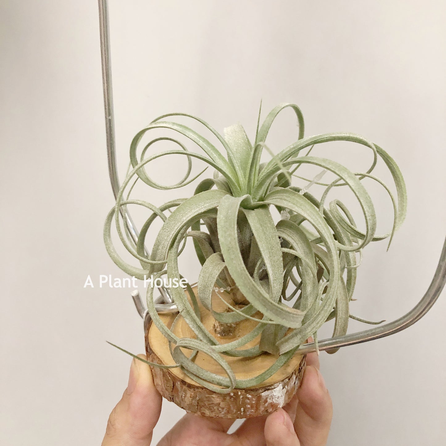 Tillandsia Hedi Gulz