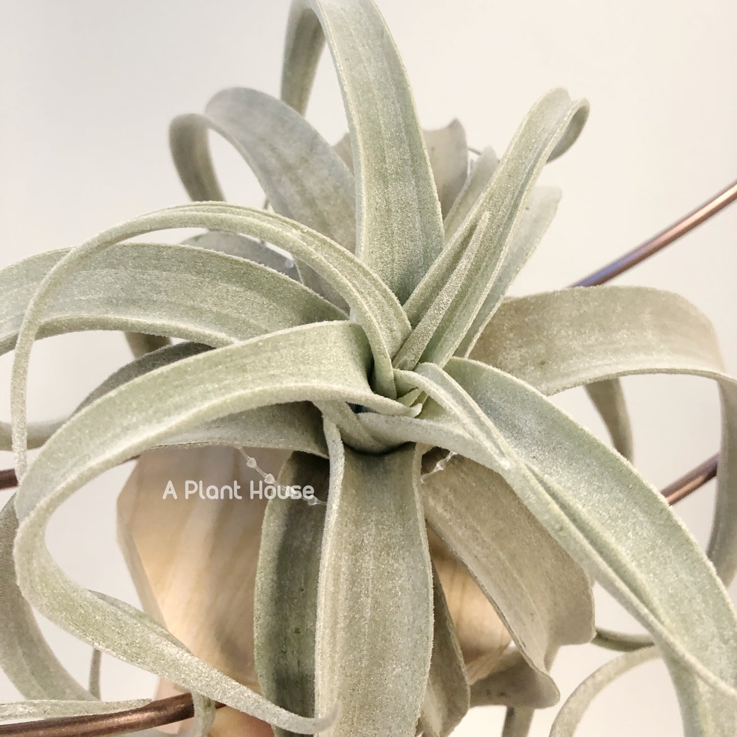Tillandsia Latifolia Leucophylla