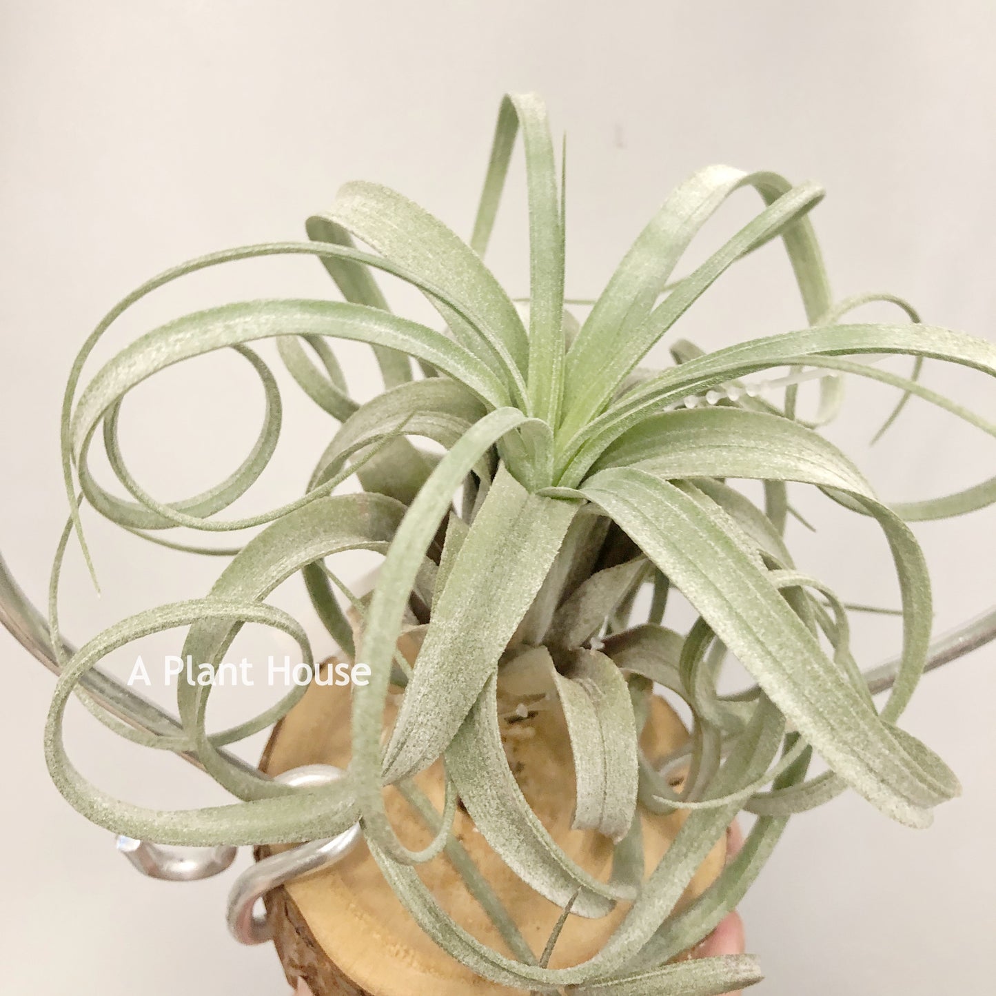 Tillandsia Hedi Gulz