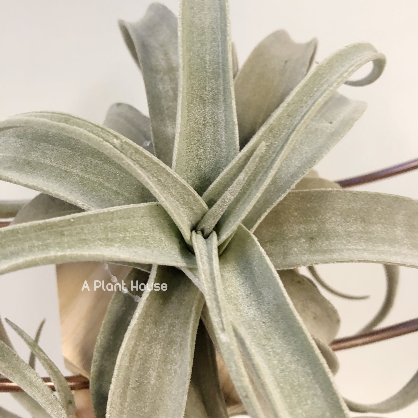 Tillandsia Latifolia Leucophylla