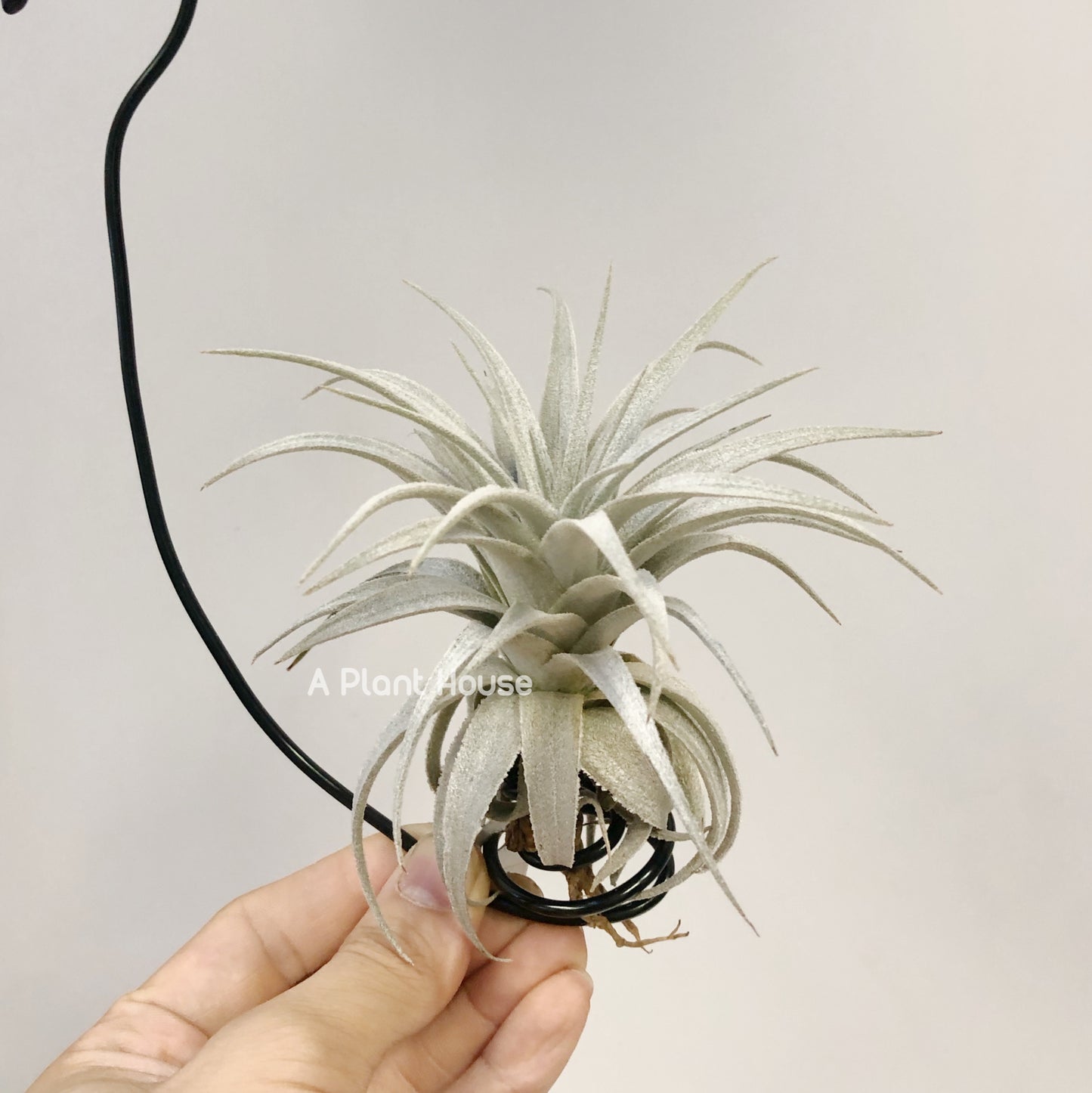 Tillandsia Gardneri V. Rupicola