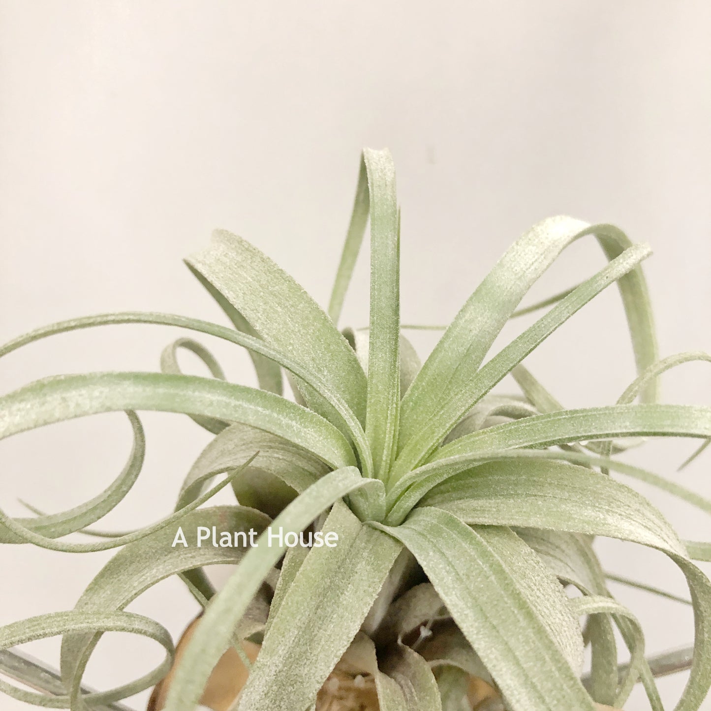 Tillandsia Hedi Gulz