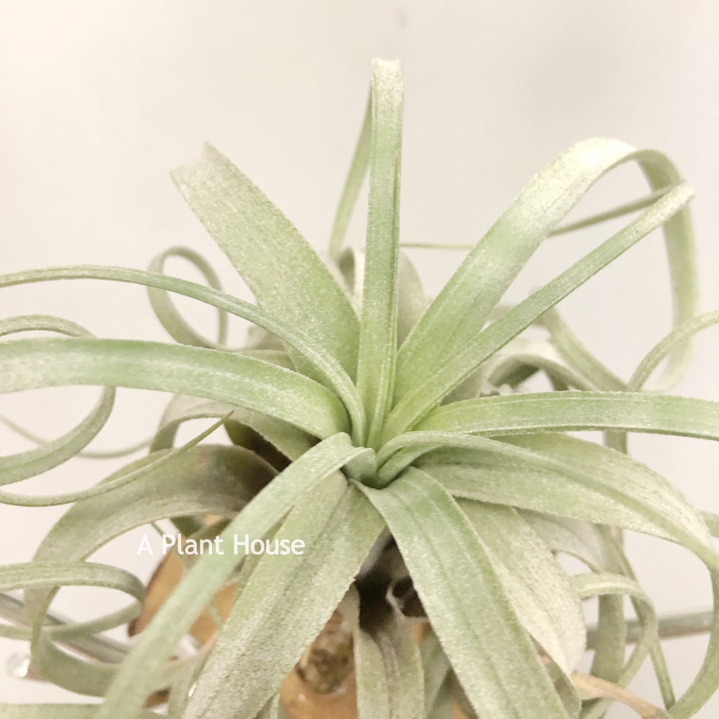 Tillandsia Hedi Gulz