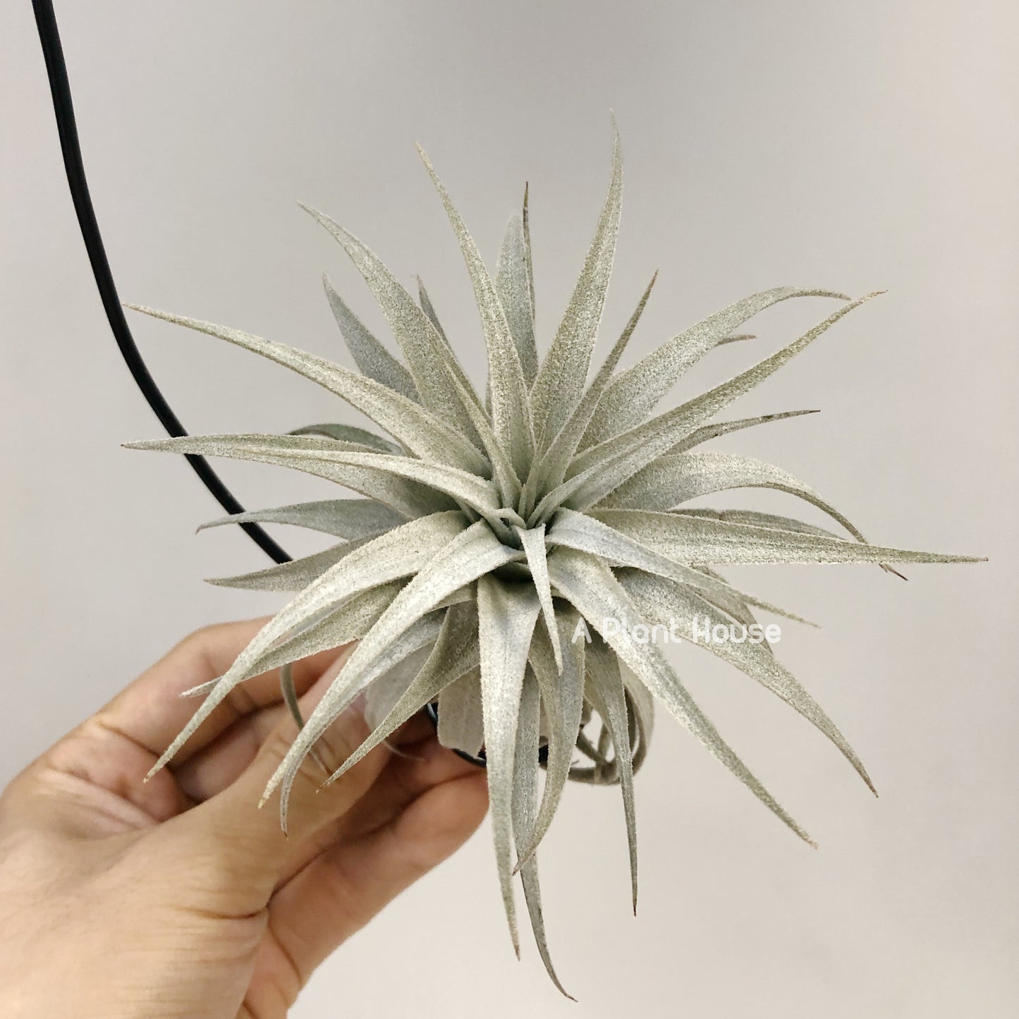 Tillandsia Gardneri V. Rupicola