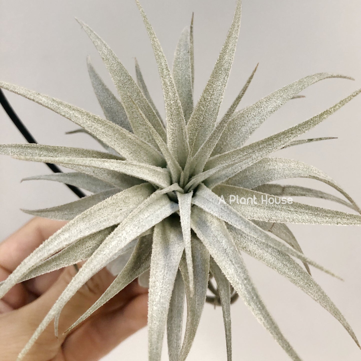 Tillandsia Gardneri V. Rupicola