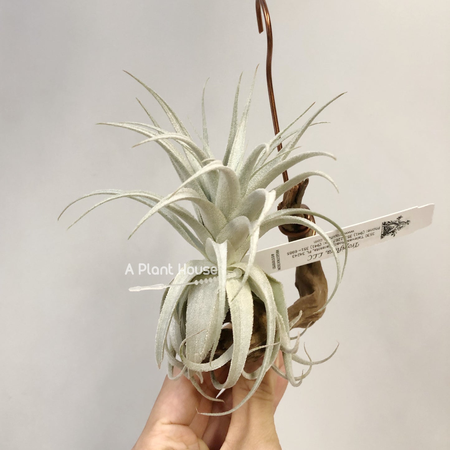 Tillandsia Gardneri V. Rupicola(Purple Form)