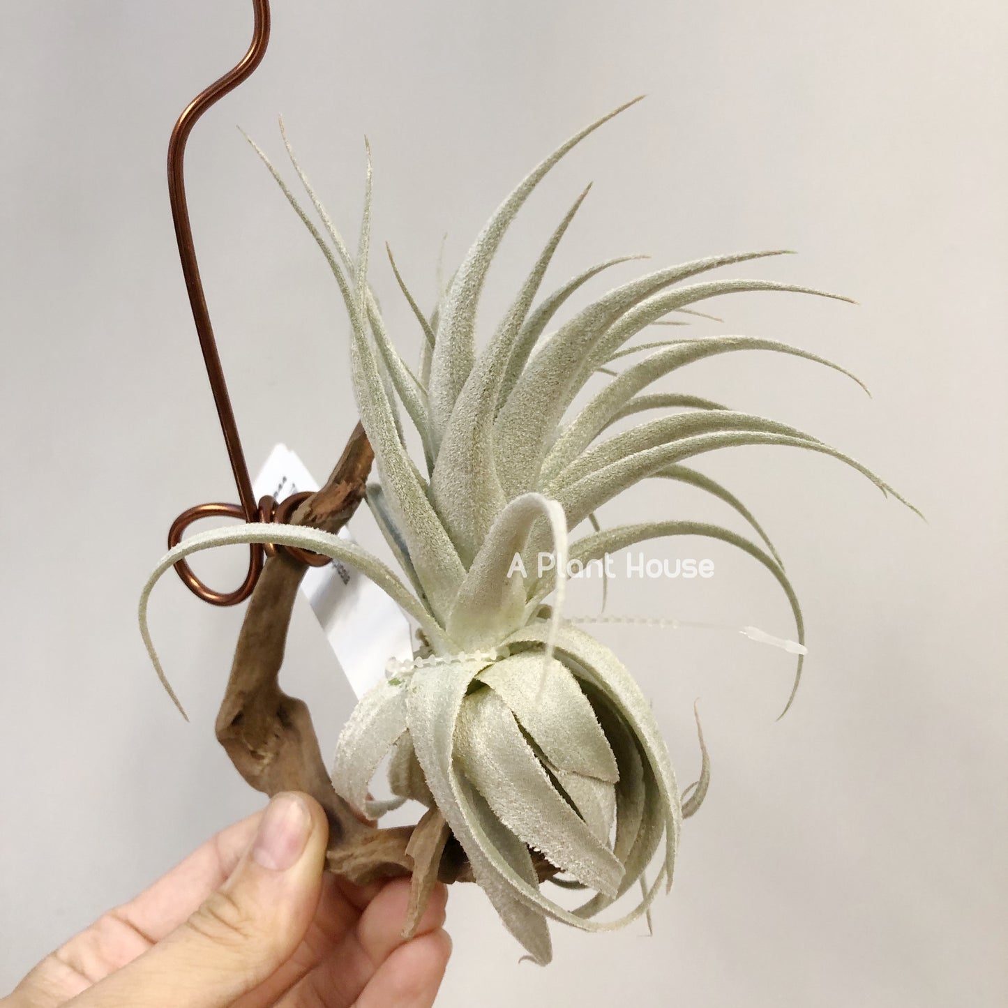 Tillandsia Gardneri V. Rupicola(Purple Form)