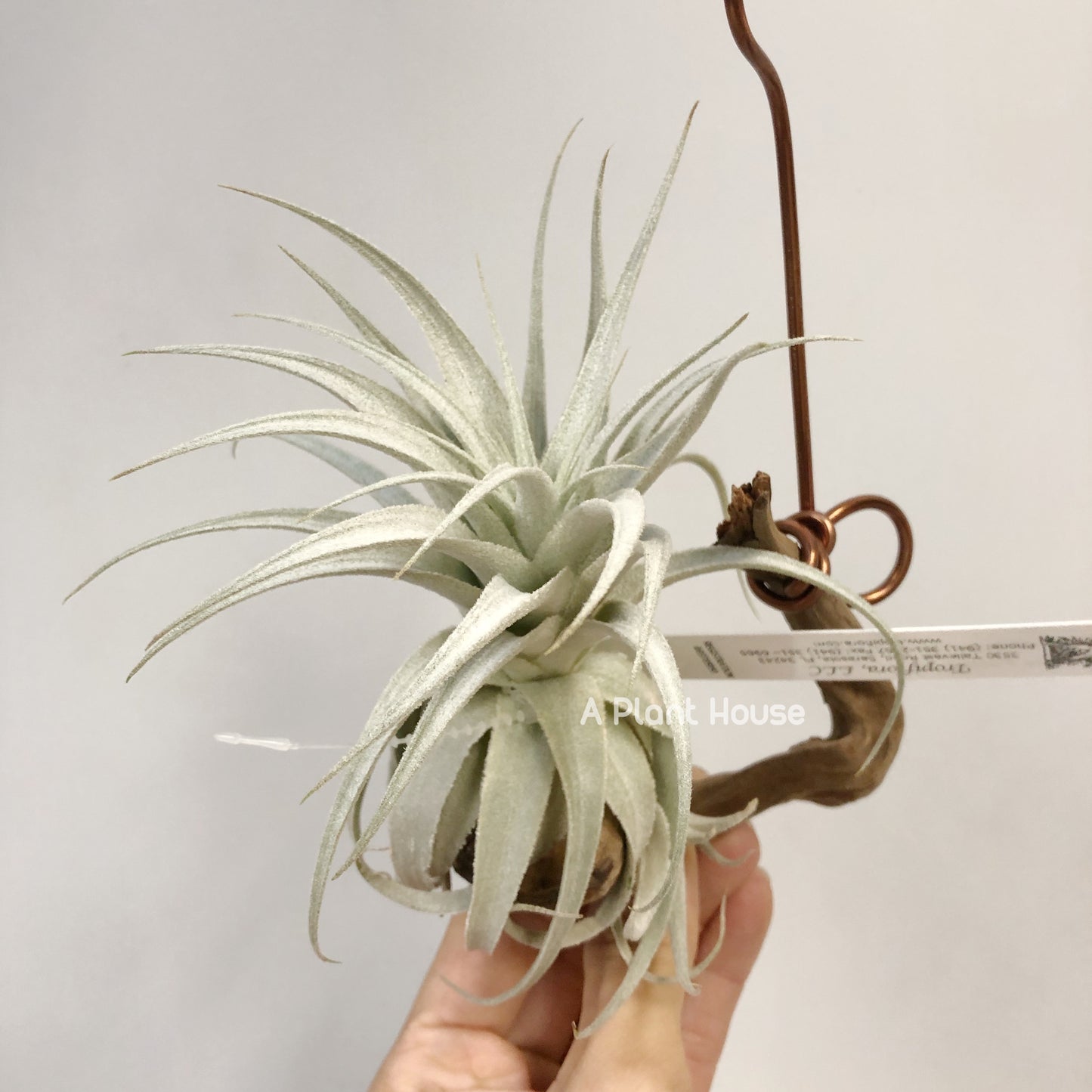 Tillandsia Gardneri V. Rupicola(Purple Form)