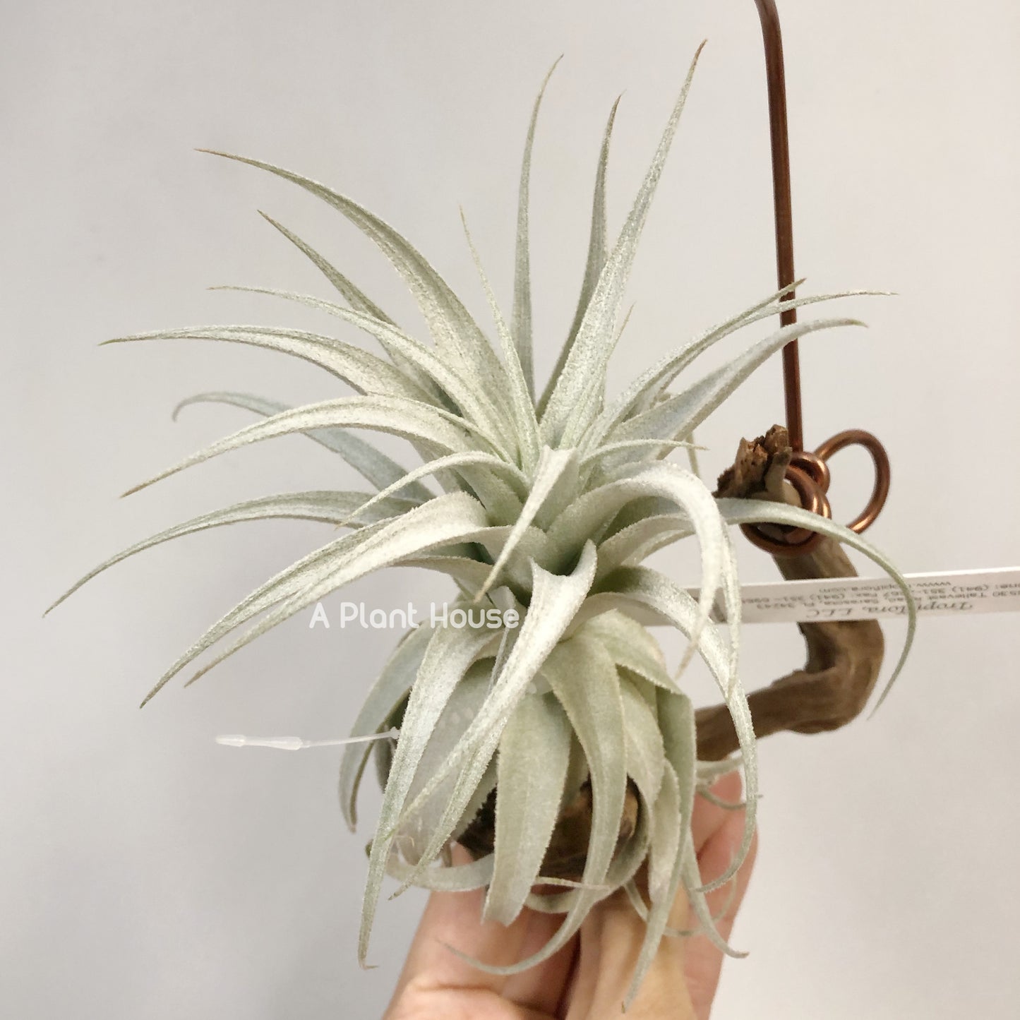 Tillandsia Gardneri V. Rupicola(Purple Form)