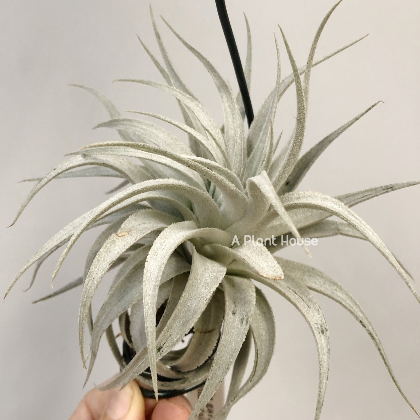 Tillandsia Gardneri V. Rupicola(Purple Form)