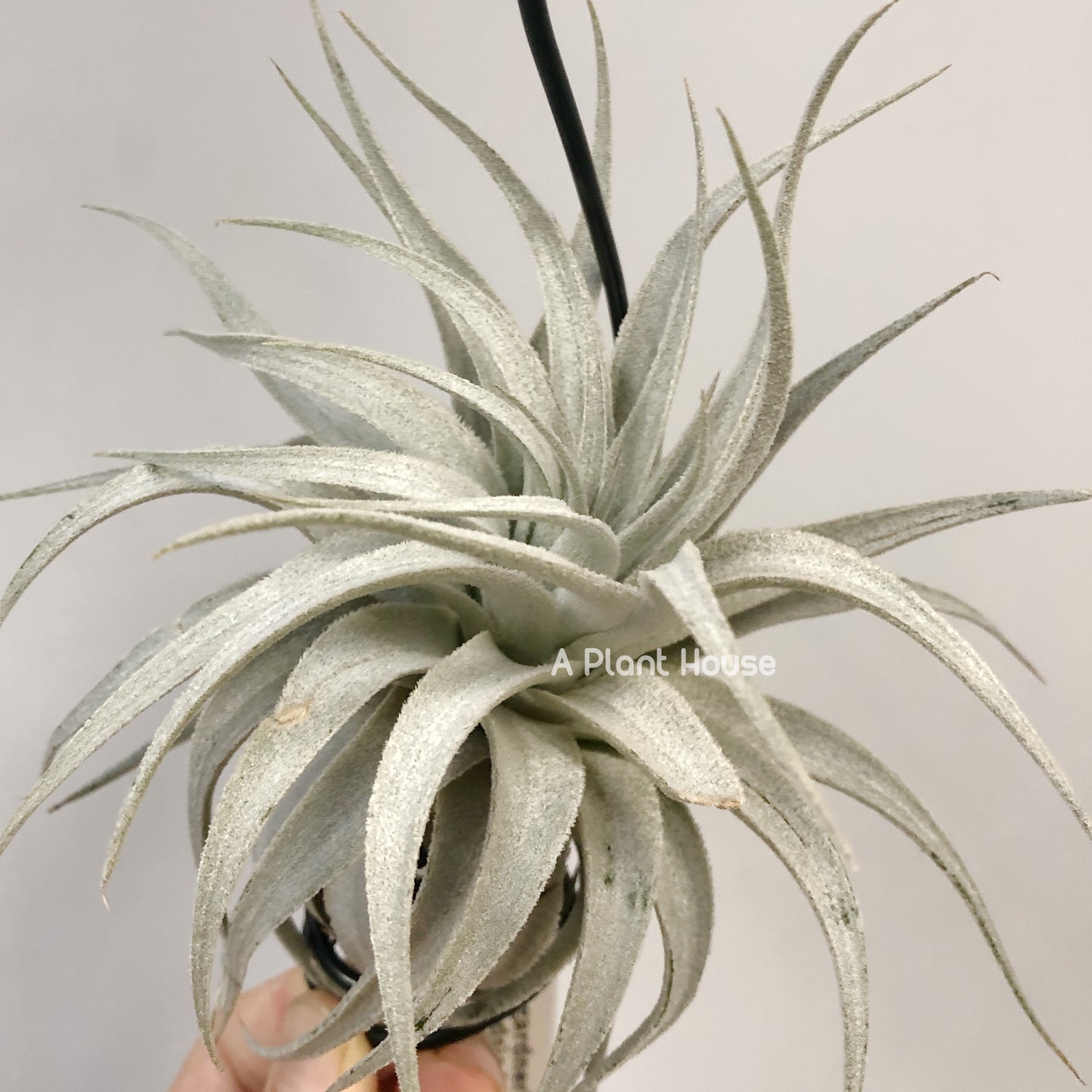 Tillandsia Gardneri V. Rupicola(Purple Form)