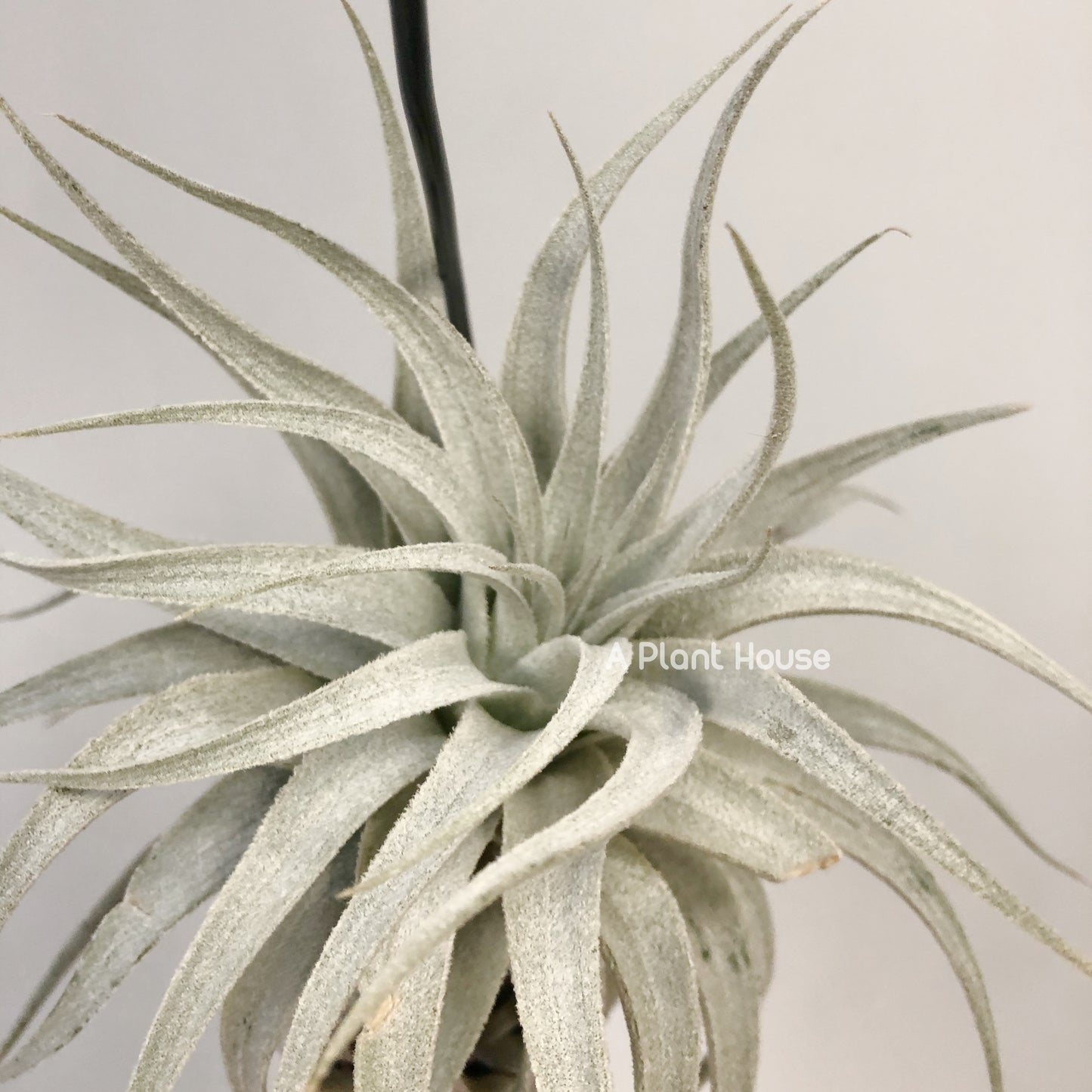 Tillandsia Gardneri V. Rupicola(Purple Form)