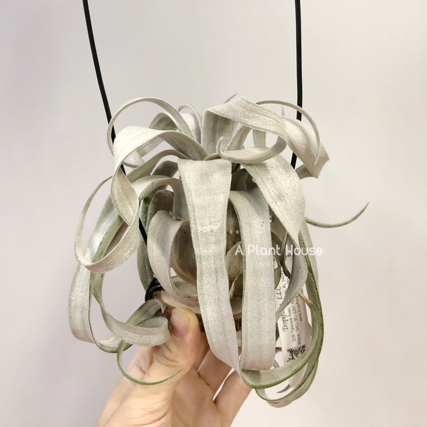 Tillandsia Bea Correale