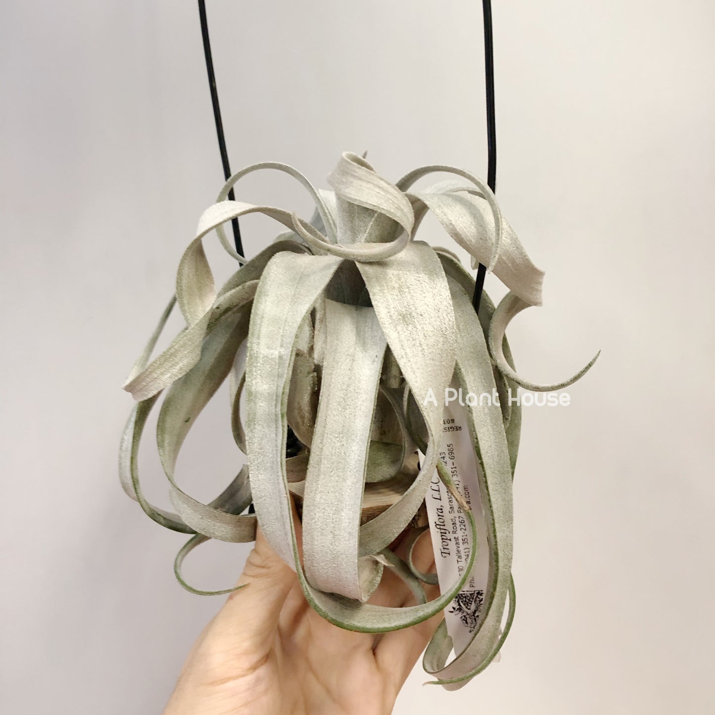 Tillandsia Bea Correale