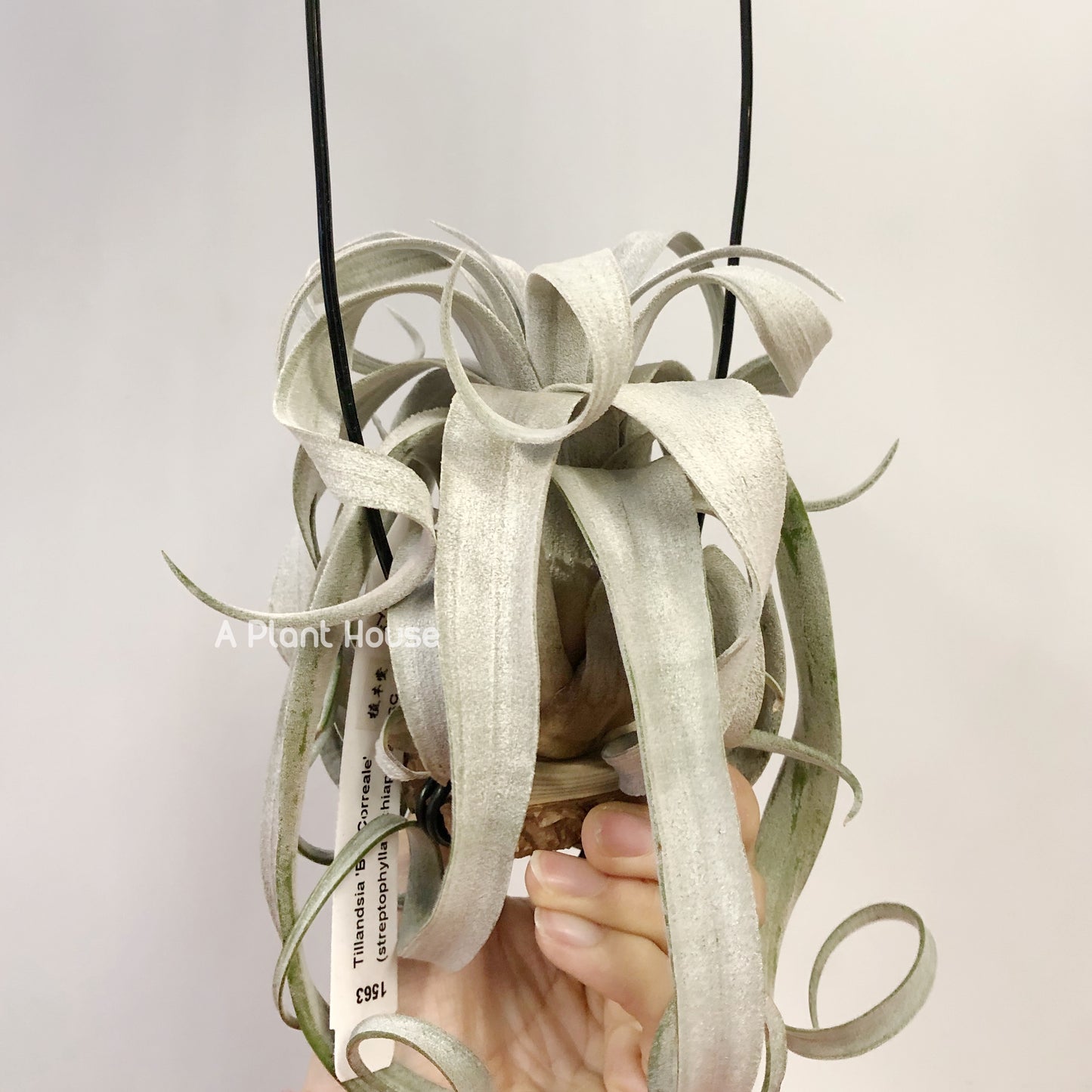 Tillandsia Bea Correale