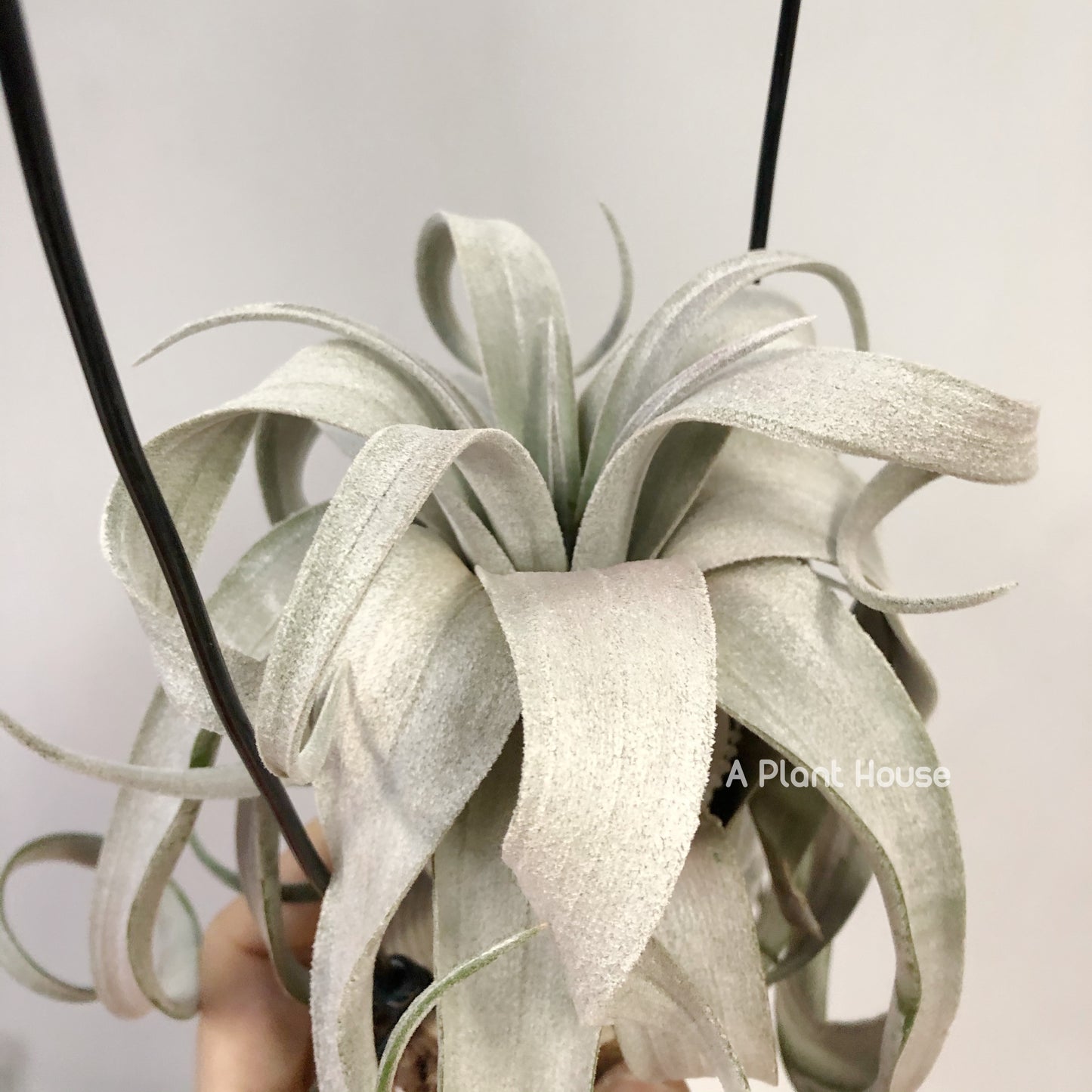 Tillandsia Bea Correale