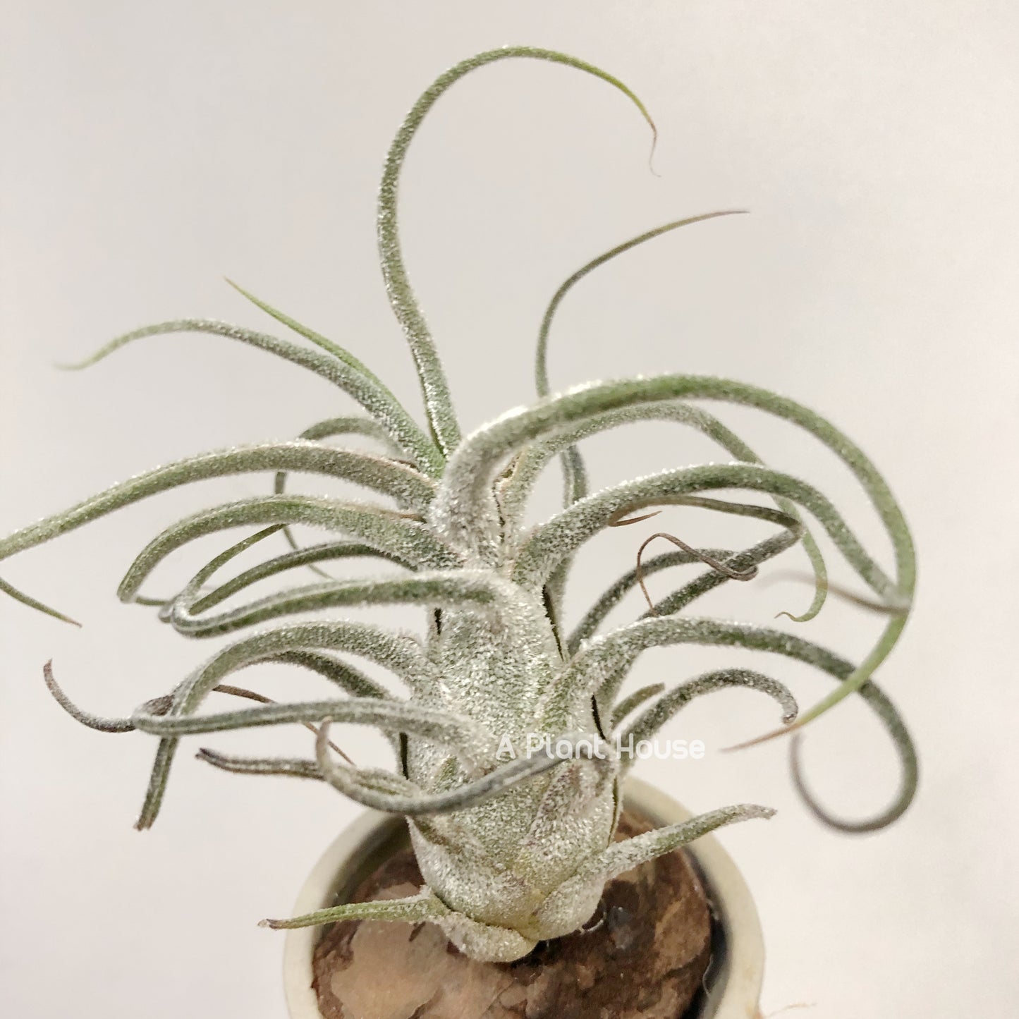 Tillandsia Pruinosa Guatemala